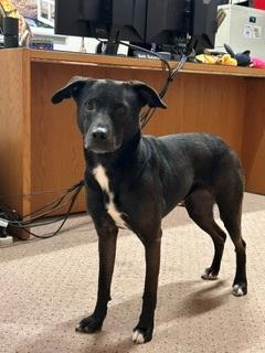 Penny, a Adoptable mixed breed in Monticello, MN image 3/6