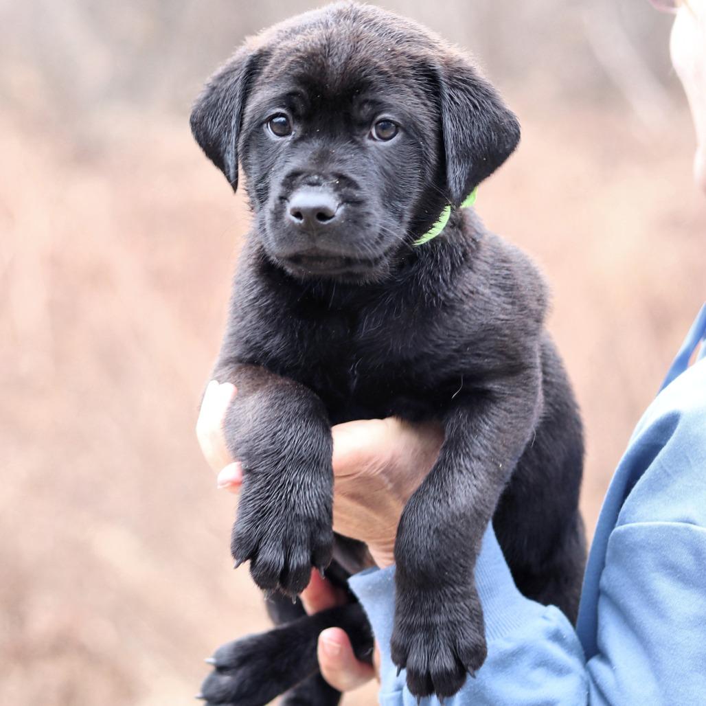 CT Sage avail Dec 21 (Cropley's Garden- Bolton, CT), Adoptable, Puppy Male Golden Retriever & Labrador Retriever.