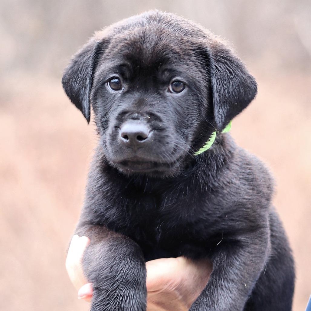 Enlarge CT Sage avail Dec 21 (Cropley's Garden- Bolton, CT), a Adoptable mixed breed in Eastford, CT image 2/5