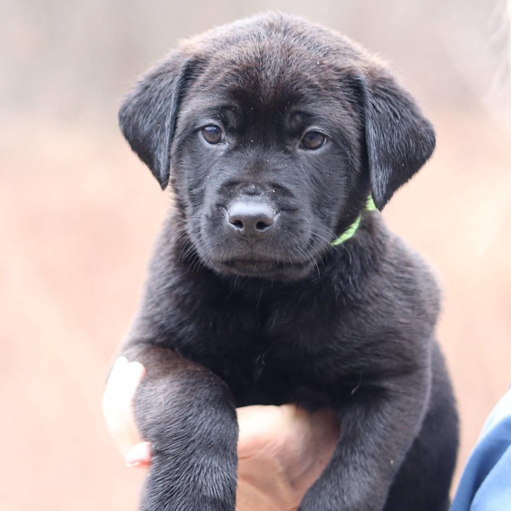 Enlarge CT Sage avail Dec 21 (Cropley's Garden- Bolton, CT), a Adoptable mixed breed in Eastford, CT image 3/5