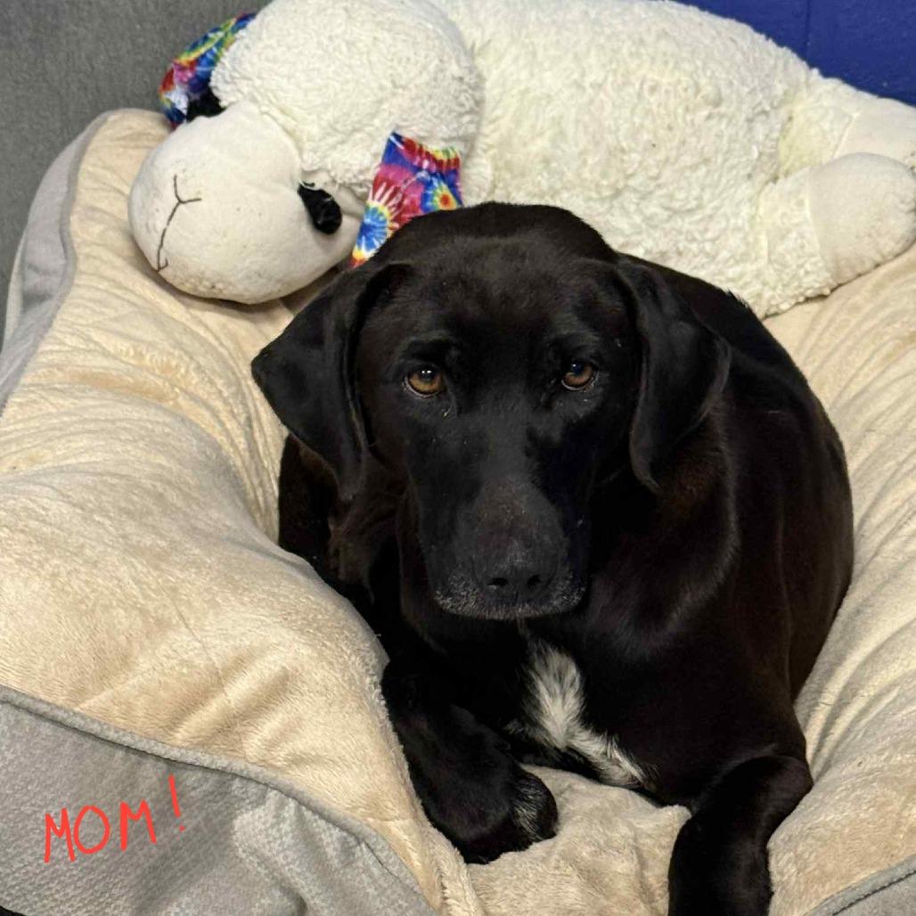 Enlarge CT Sage avail Dec 21 (Cropley's Garden- Bolton, CT), a Adoptable mixed breed in Eastford, CT image 4/5