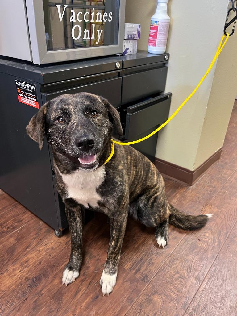 Dog Kennel #11 Bailey, Adoptable, Young Female German Shepherd Dog & Mixed Breed.