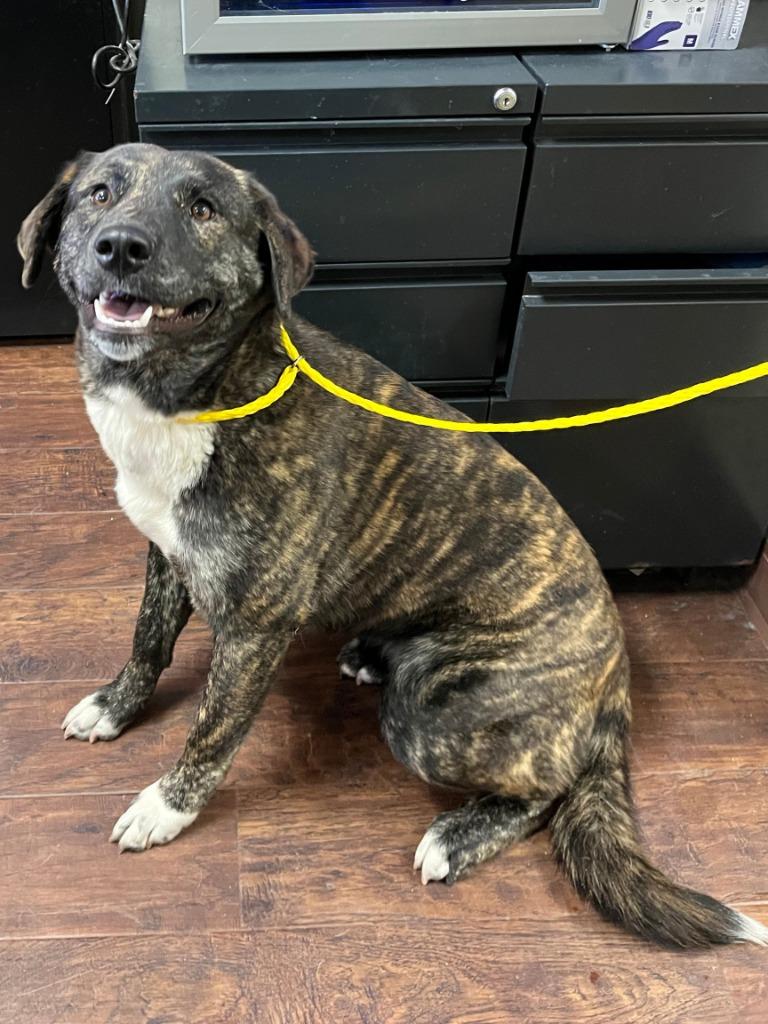 Enlarge Dog Kennel #11 Bailey, a Adoptable mixed breed in Greenville, TX image 2/3