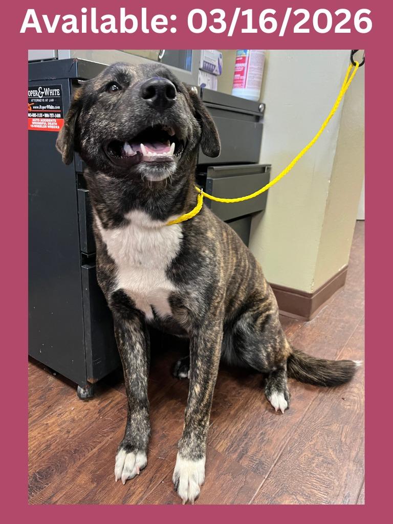 Enlarge Dog Kennel #11 Bailey, a Adoptable mixed breed in Greenville, TX image 3/3