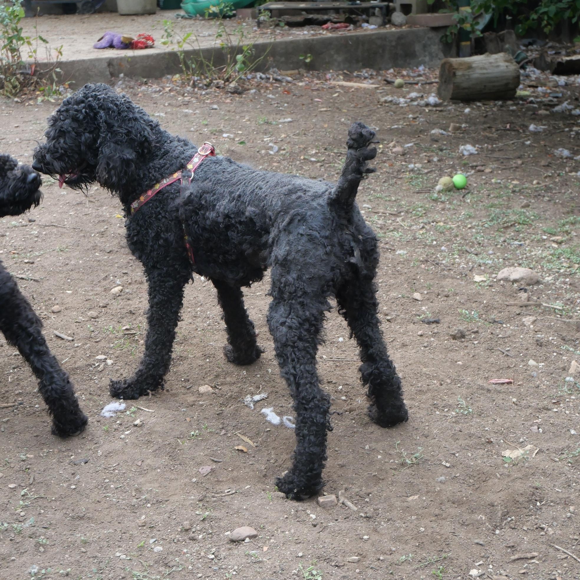 Enlarge Donna Lucha, a Adoptable Labradoodle in Boulder, CO image 3/6