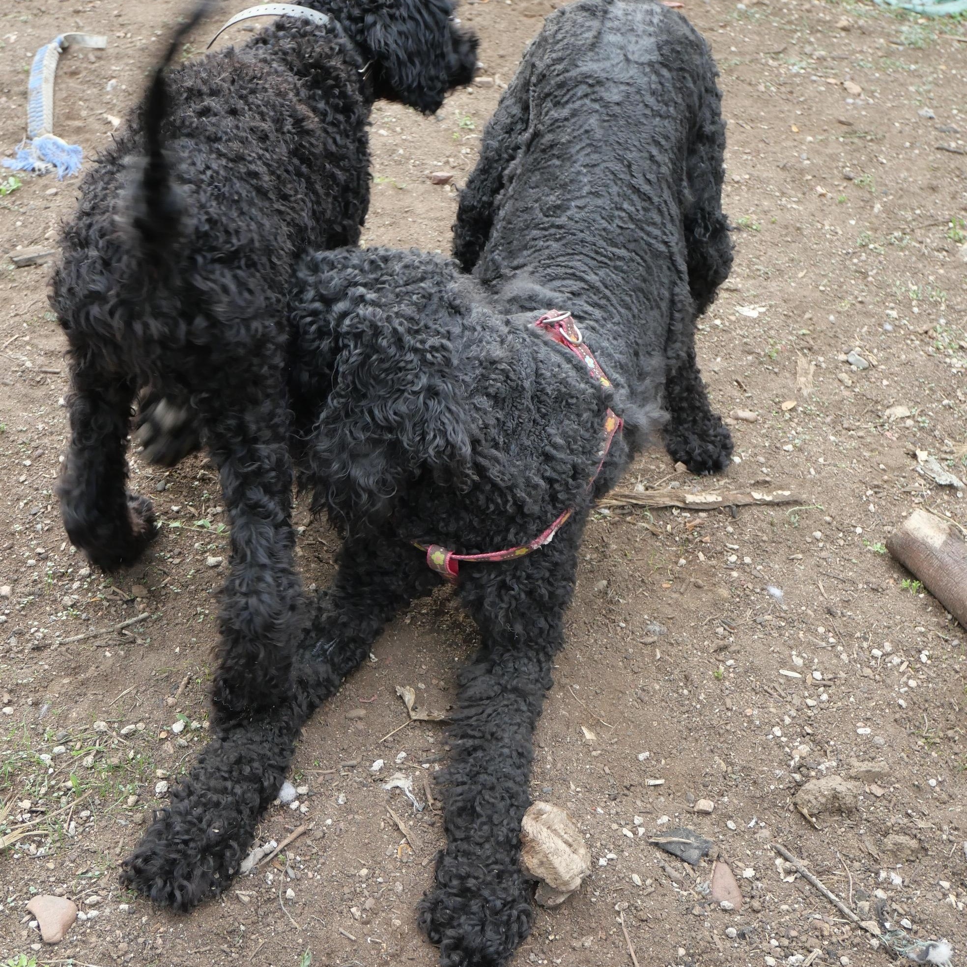 Enlarge Donna Lucha, a Adoptable Labradoodle in Boulder, CO image 2/6