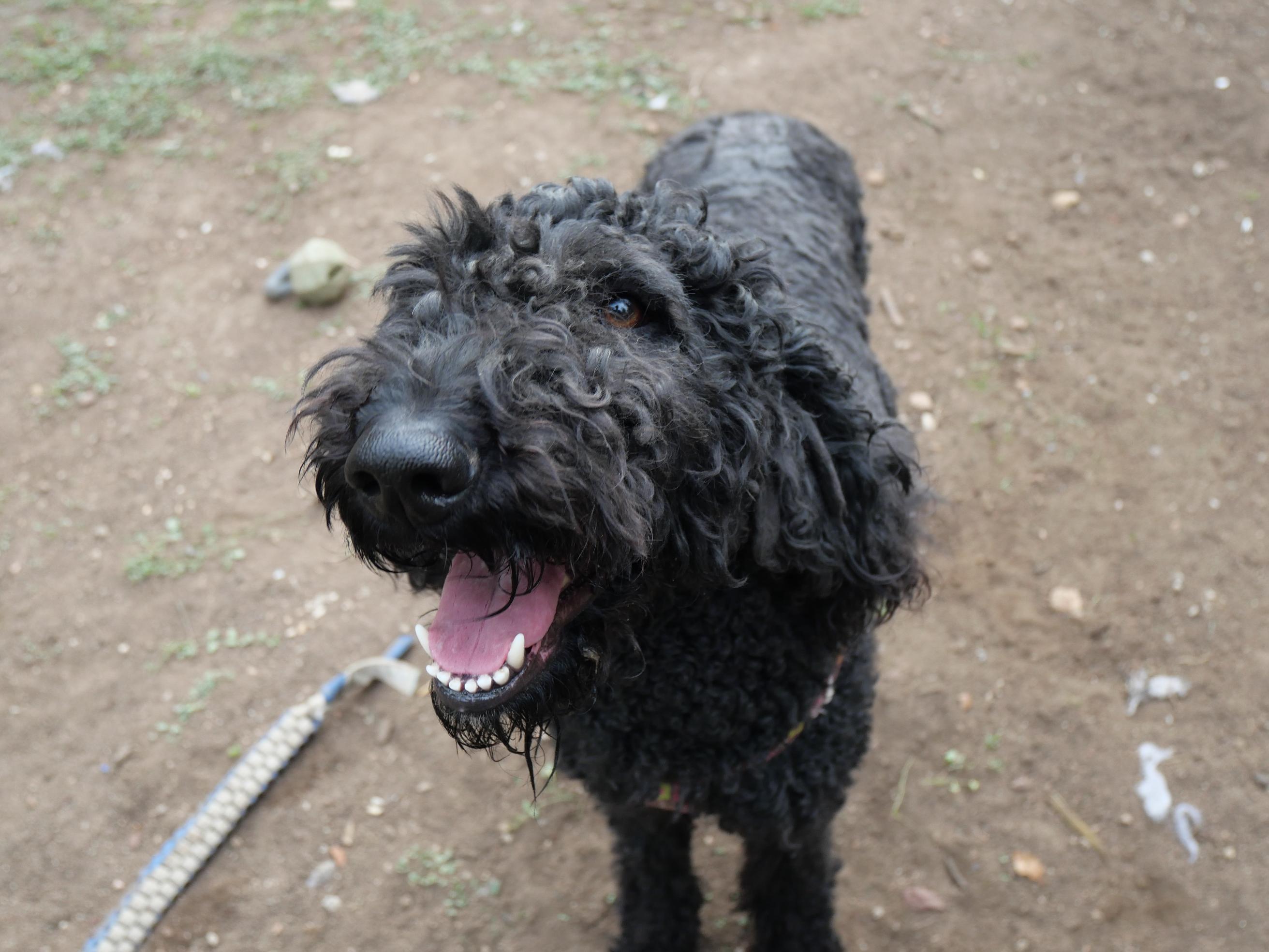 Enlarge Donna Lucha, a Adoptable Labradoodle in Boulder, CO image 4/6