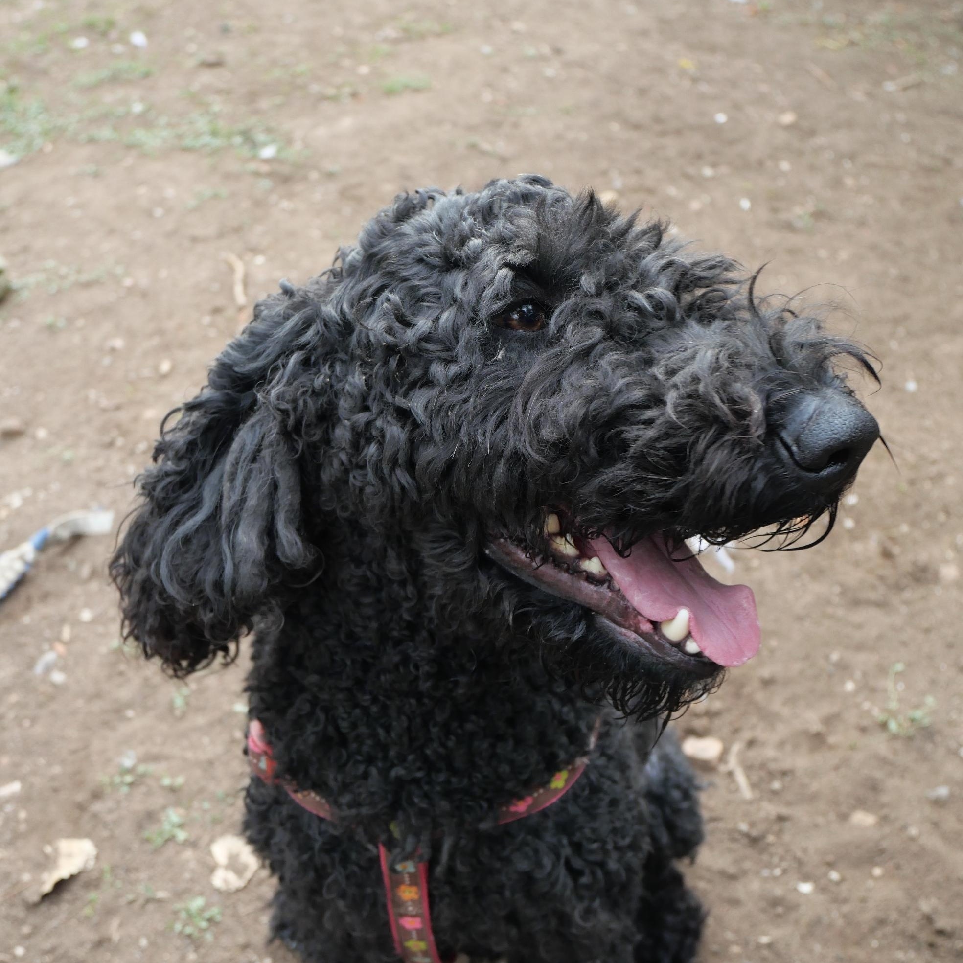 Donna Lucha, Adoptable, Adult Female Labradoodle.