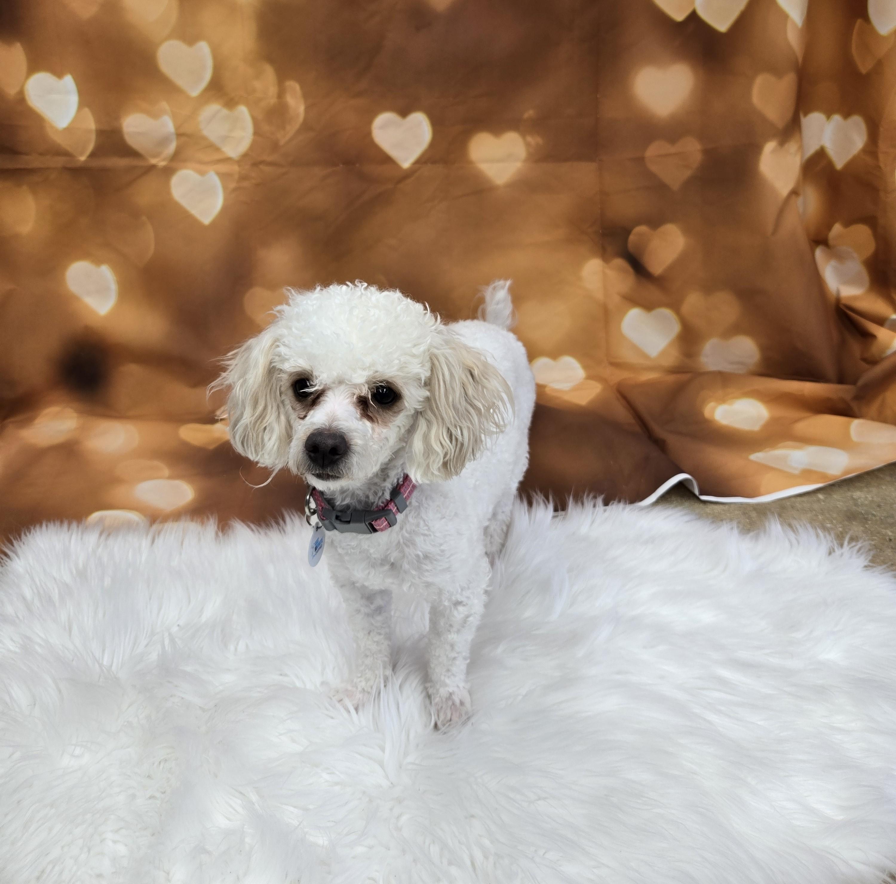 Suzi Q - Adoption Pending, adopted, Adult Female Poodle (Toy).