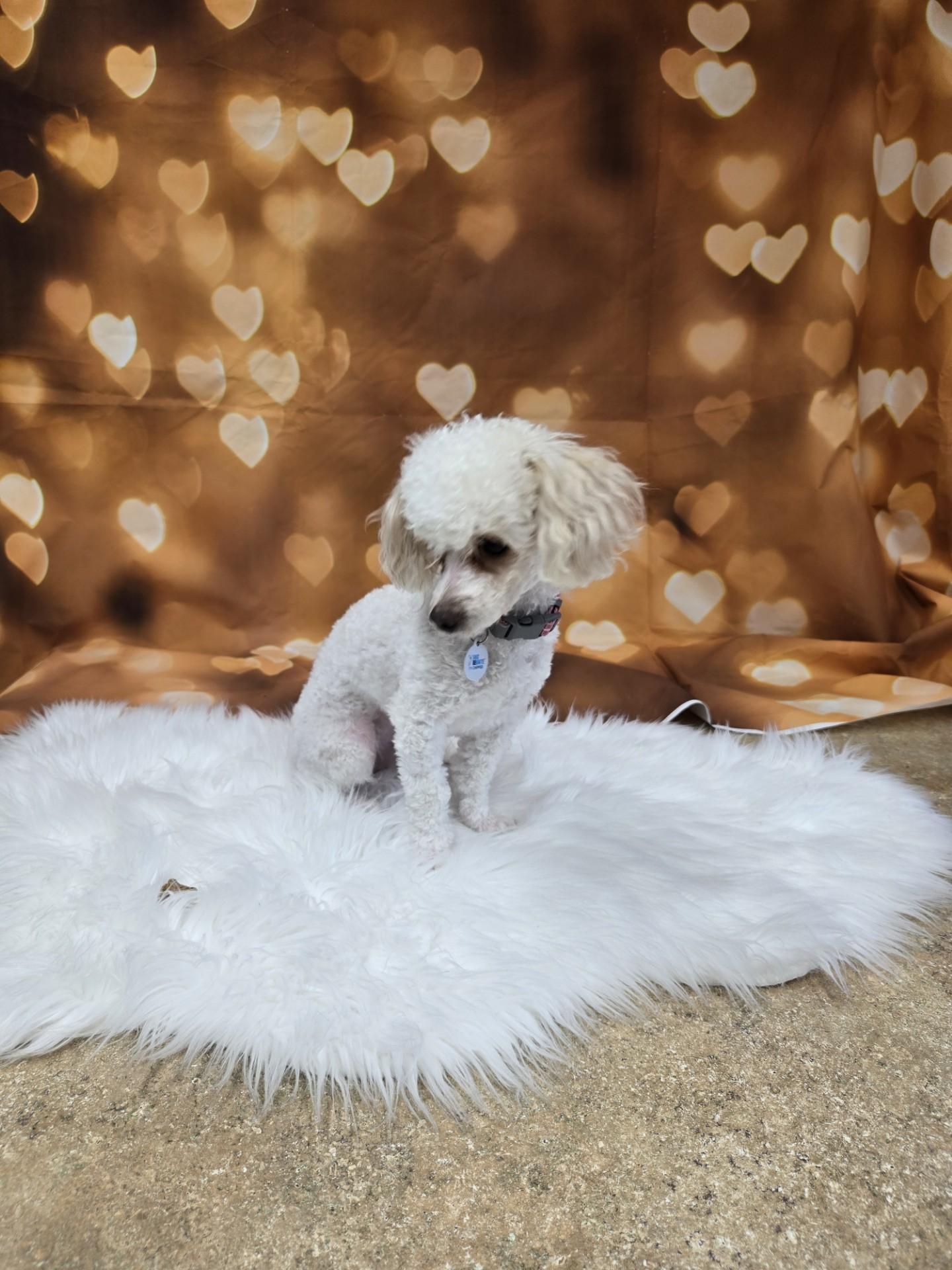 Enlarge Suzi Q - Adoption Pending, an adopted Poodle (Toy) in Union Gap, WA image 3/3