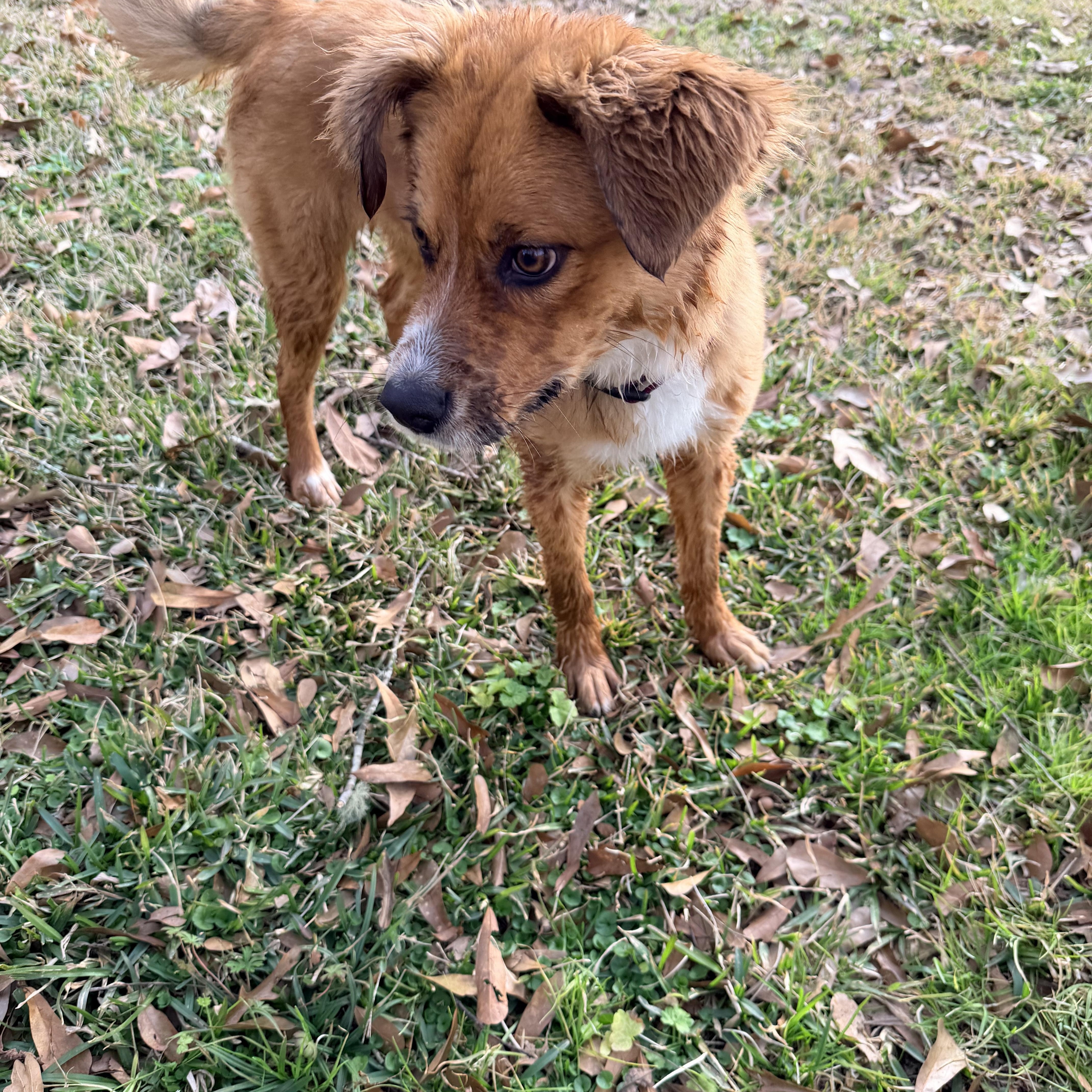 Enlarge Marcy, a ADOPTABLE mixed breed in Baker, LA image 1/5