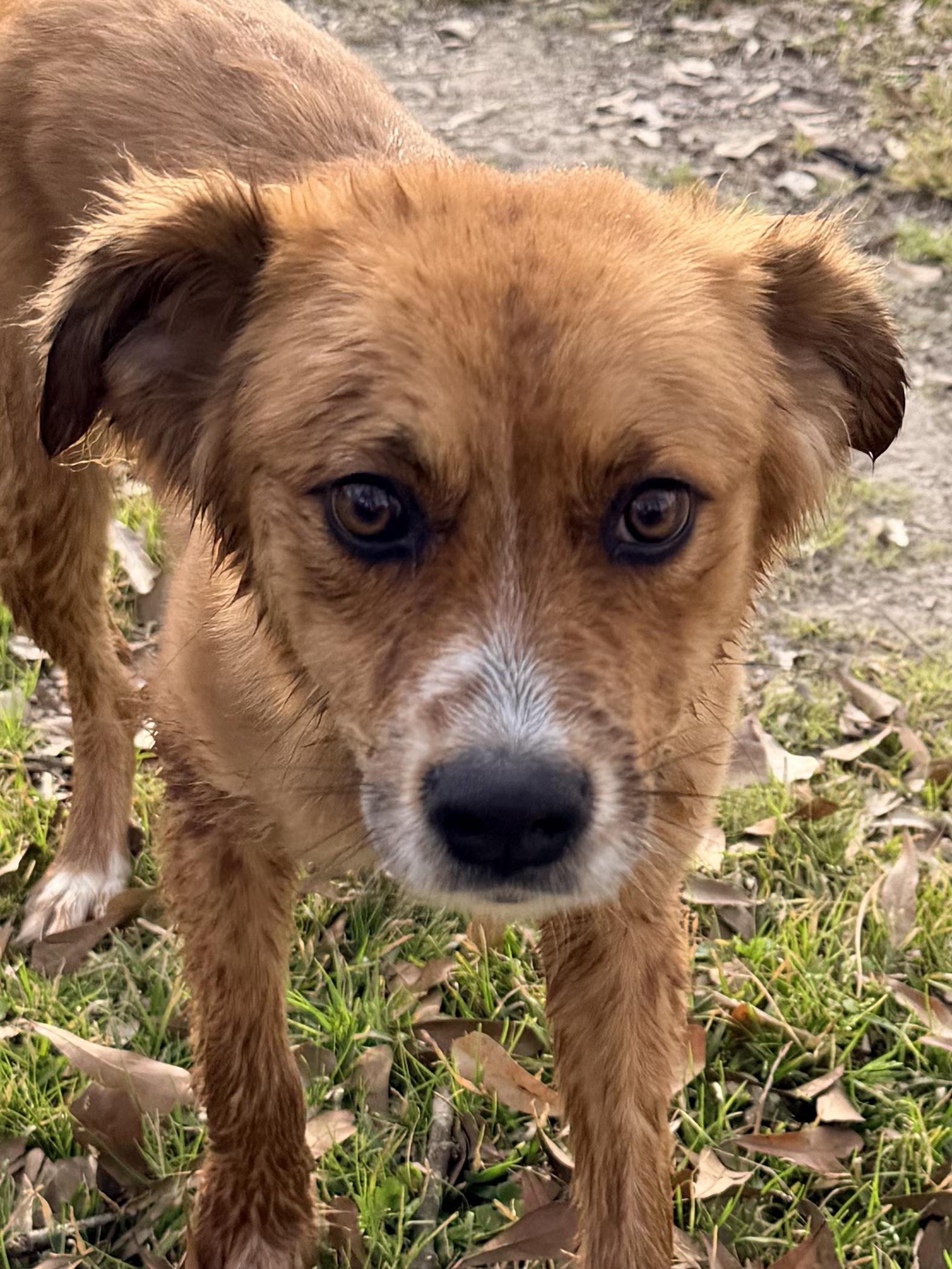 Enlarge Marcy, a ADOPTABLE mixed breed in Baker, LA image 5/5
