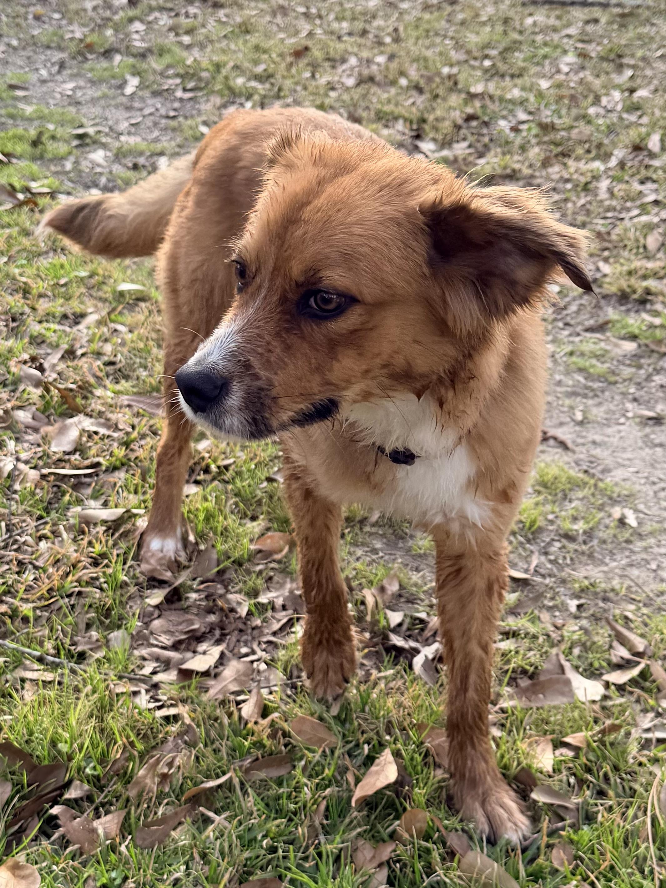 Enlarge Marcy, a ADOPTABLE mixed breed in Baker, LA image 3/5