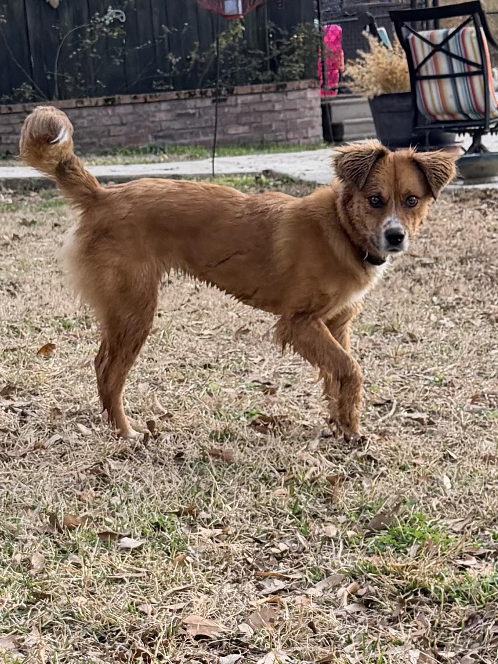 Enlarge Marcy, a ADOPTABLE mixed breed in Baker, LA image 4/5