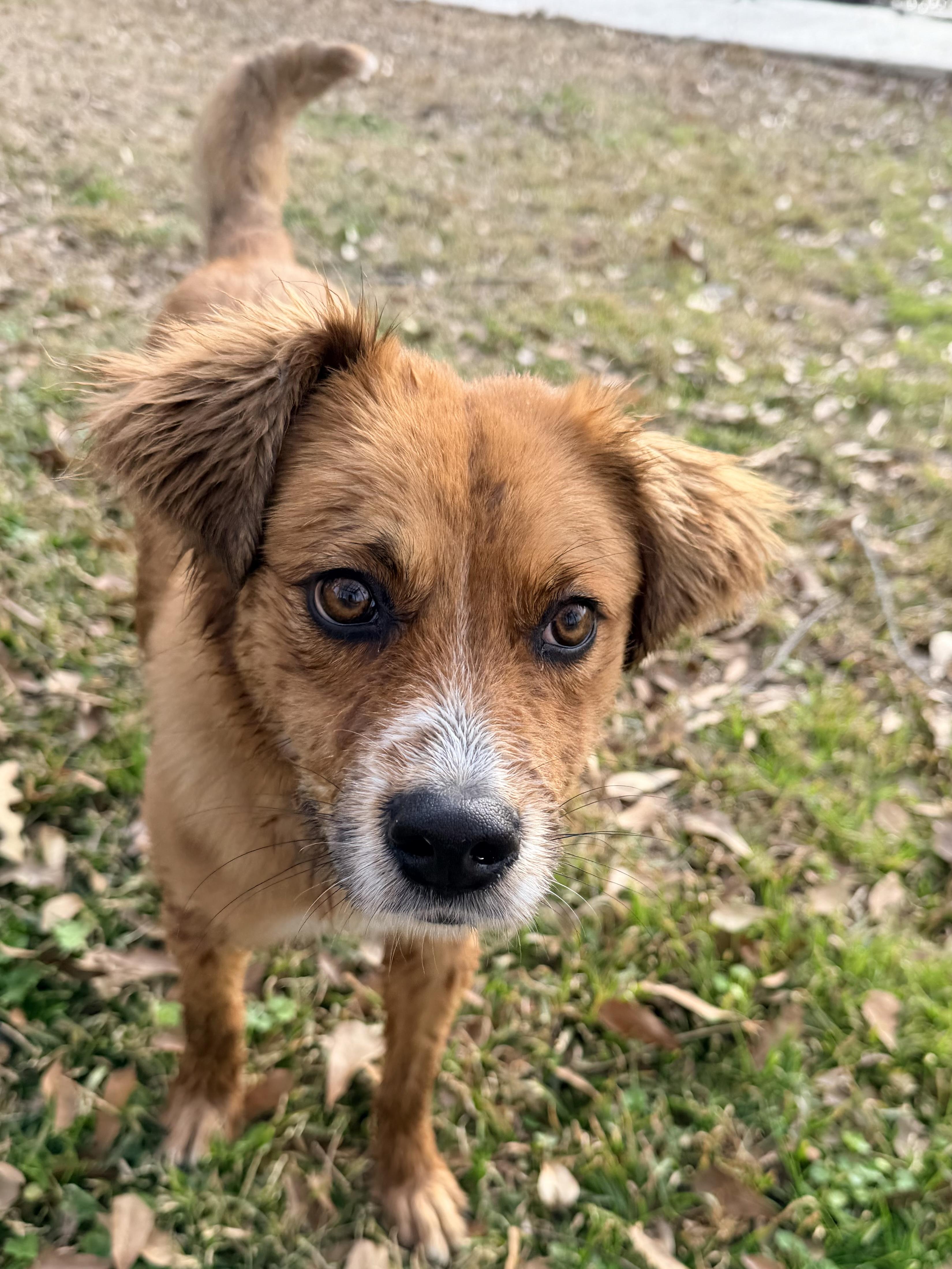 Enlarge Marcy, a ADOPTABLE mixed breed in Baker, LA image 2/5