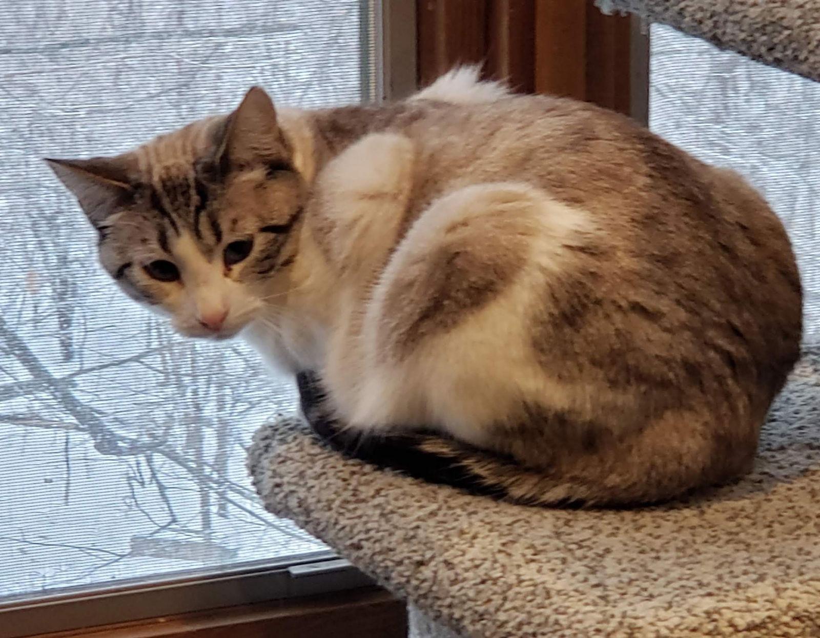 Enlarge Purrscilla, a Adoptable mixed breed in Forest Lake, MN image 2/2