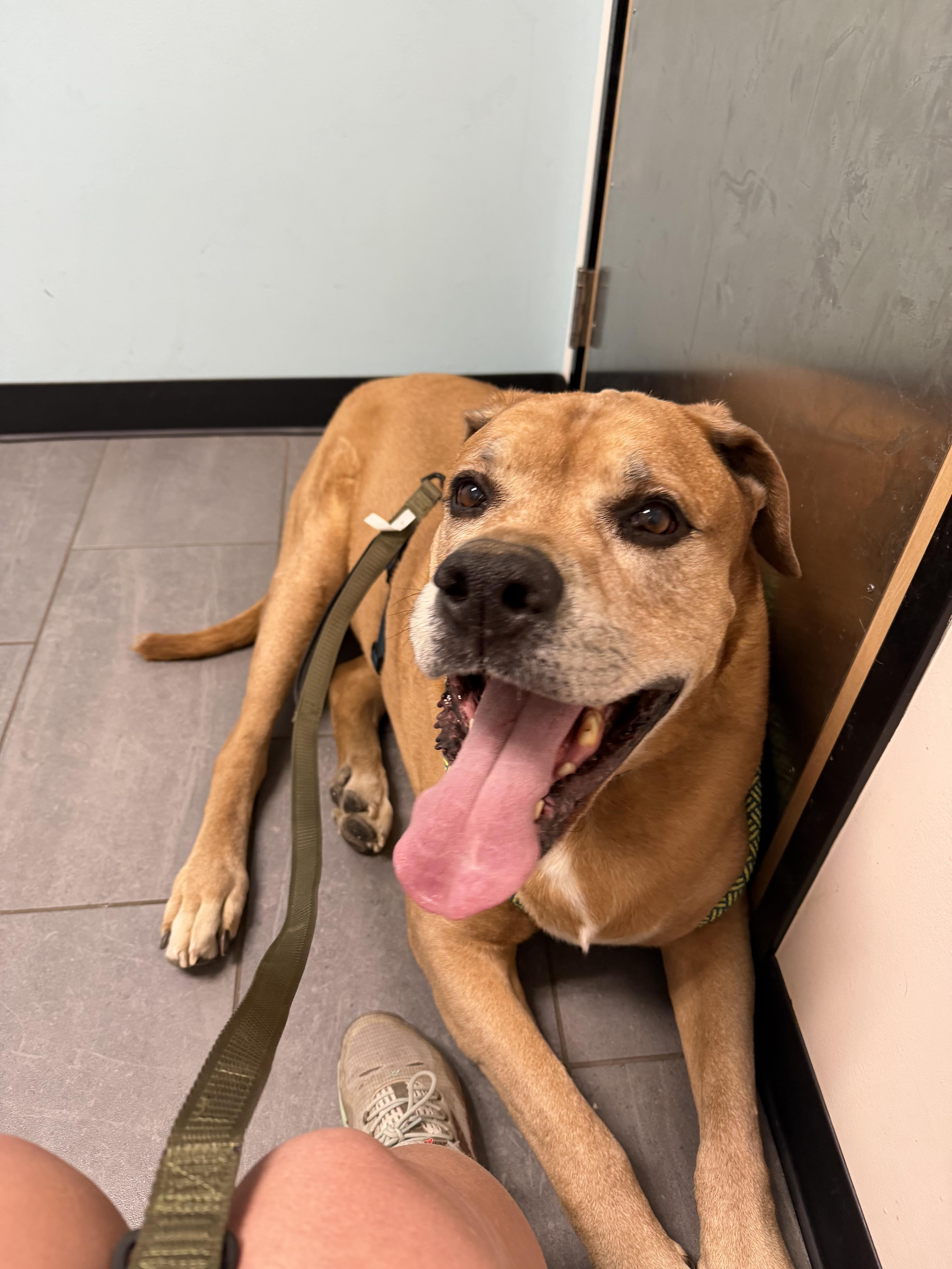 Clifford, a Adoptable Bullmastiff in Colorado Springs, CO image 2/6