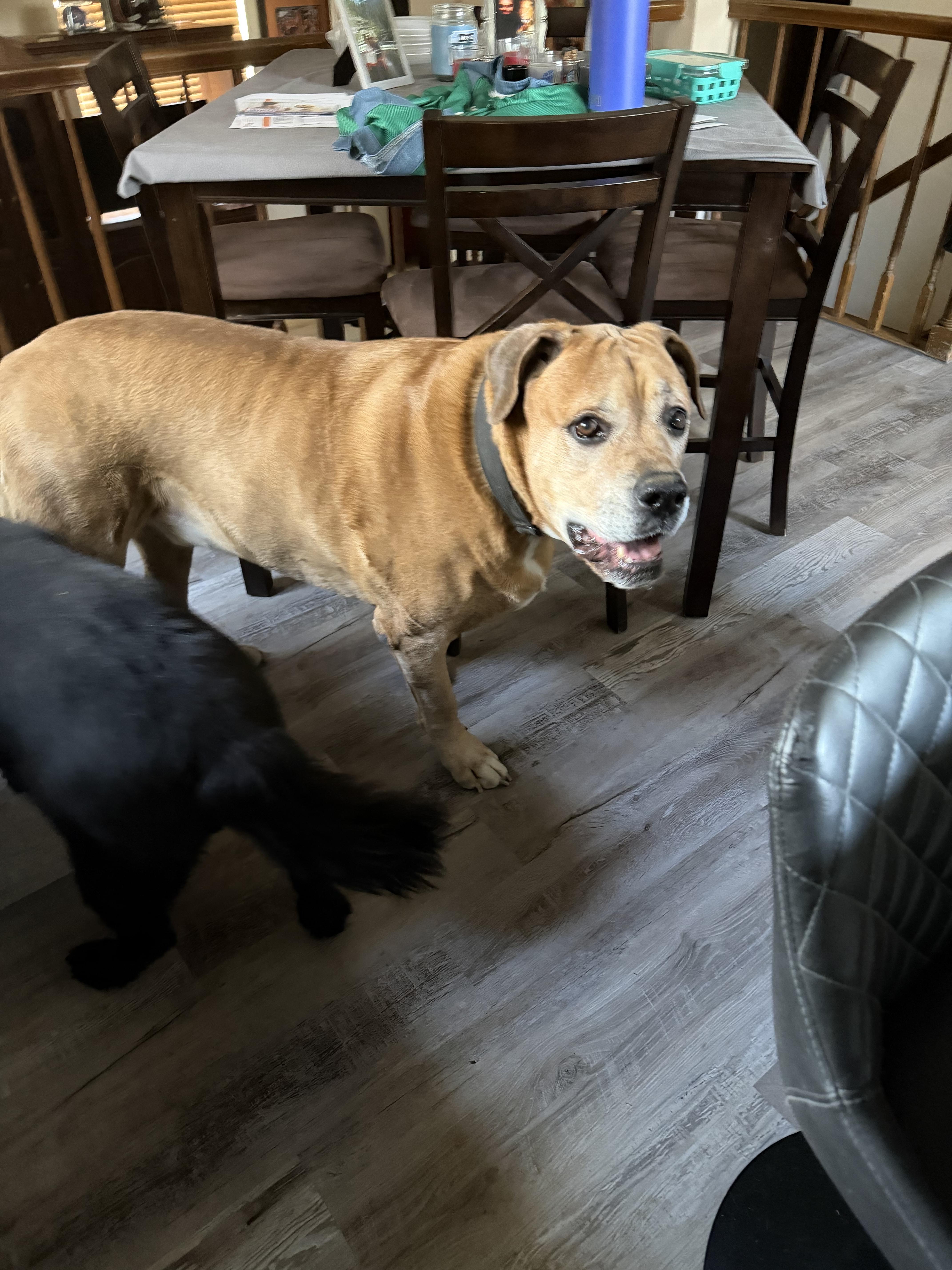 Clifford, a Adoptable Bullmastiff in Colorado Springs, CO image 3/6