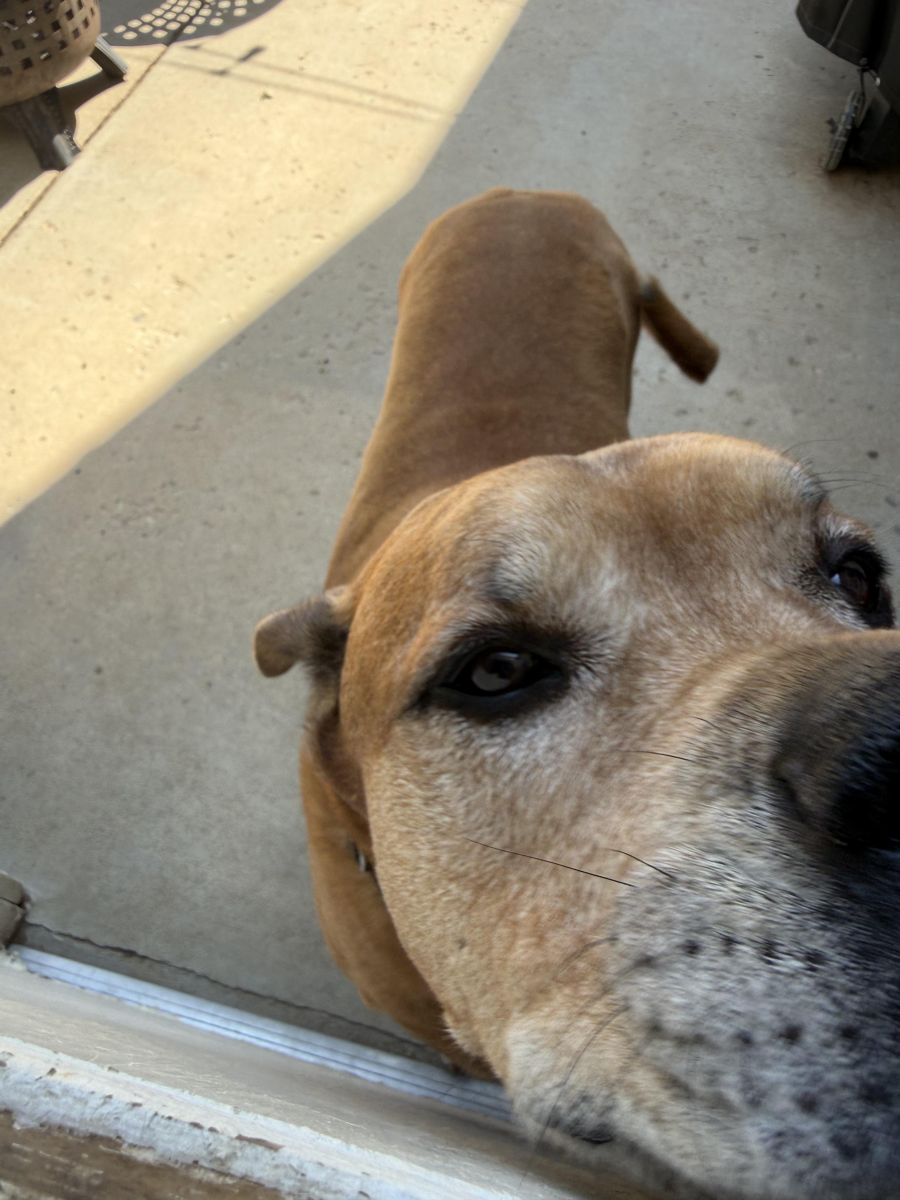 Clifford, a Adoptable Bullmastiff in Colorado Springs, CO image 4/6