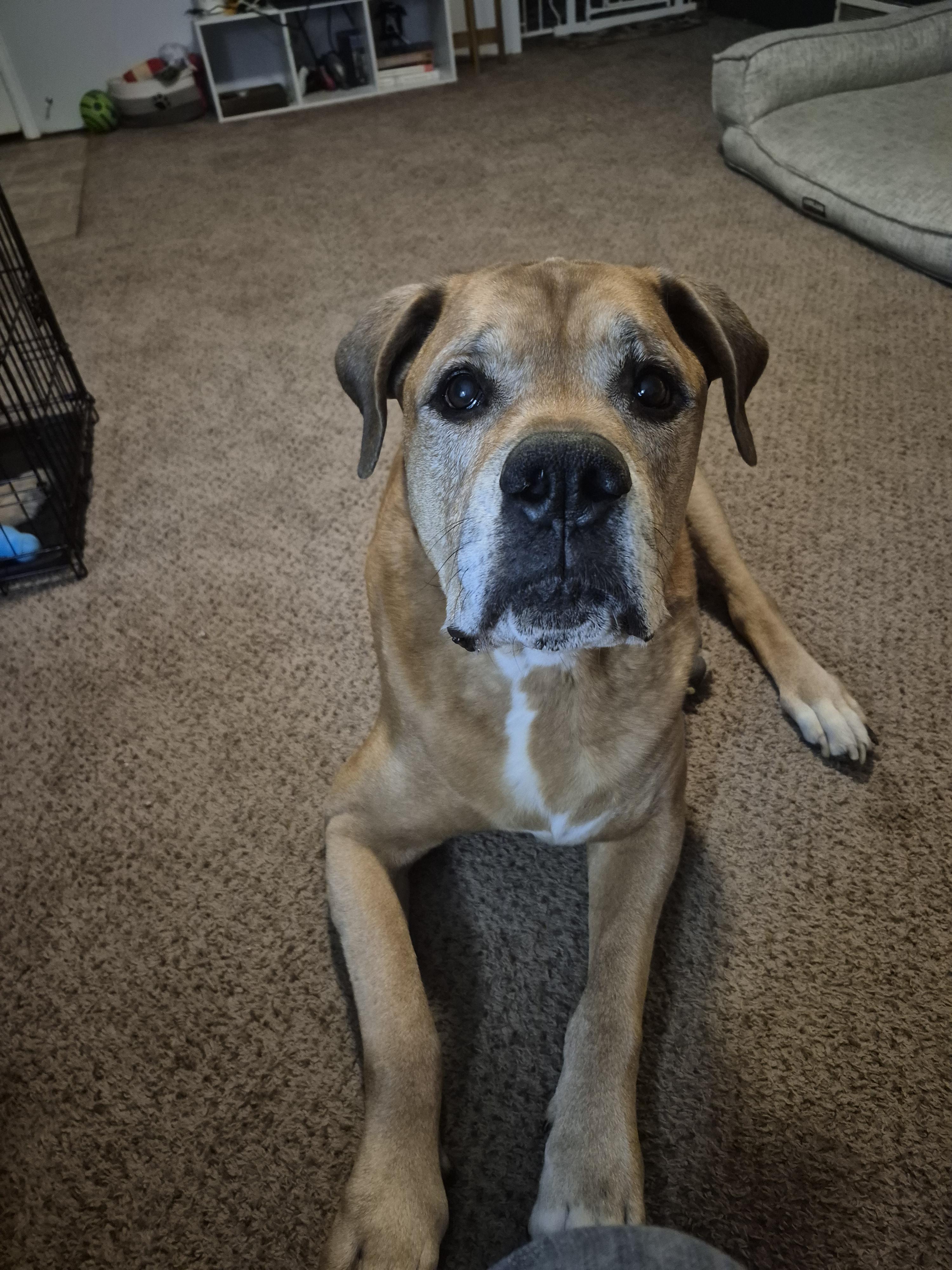 Clifford, a Adoptable Bullmastiff in Colorado Springs, CO image 2/3