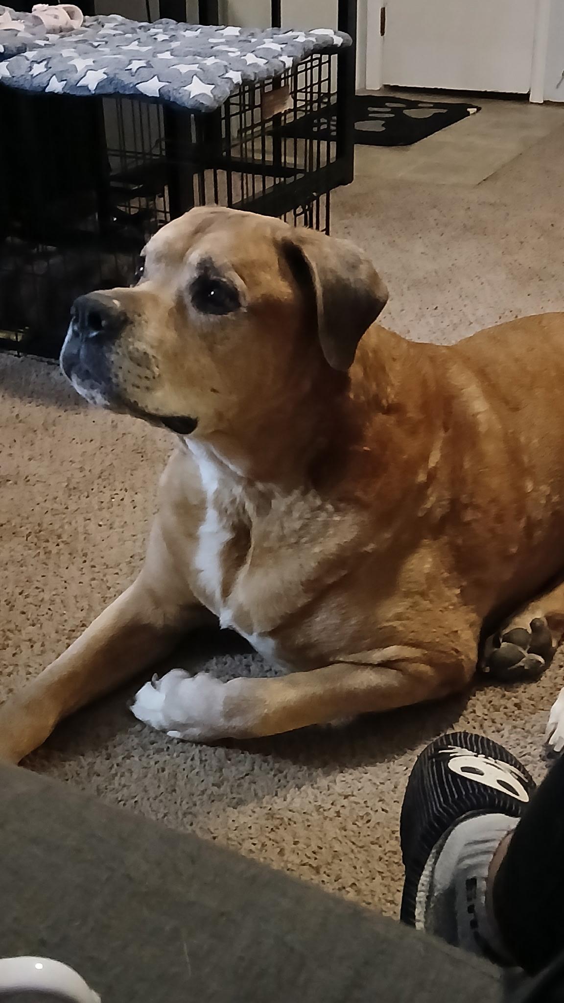 Clifford, a Adoptable Bullmastiff in Colorado Springs, CO image 3/3