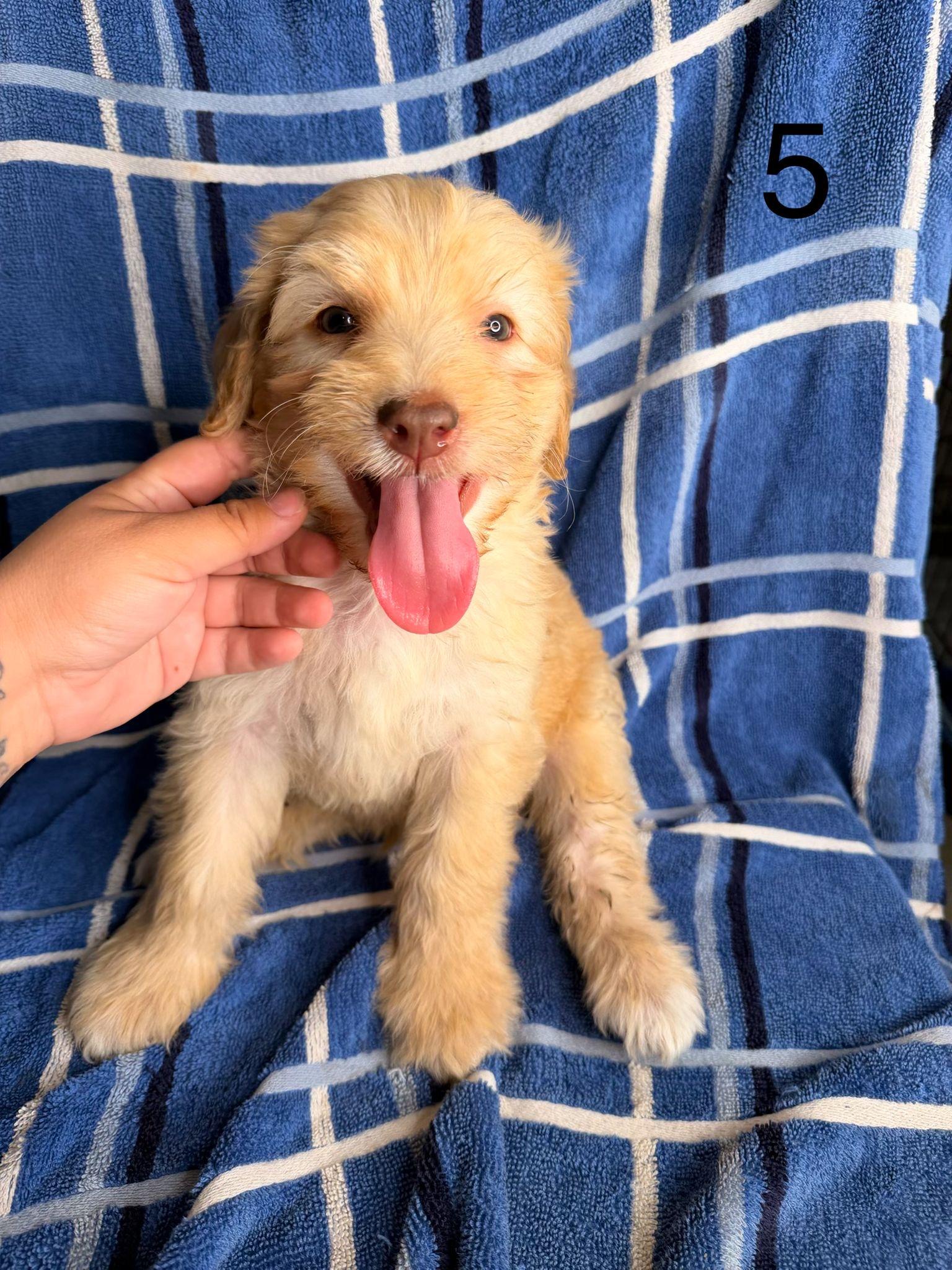 Timmy, ADOPTABLE, Puppy Female Goldendoodle.