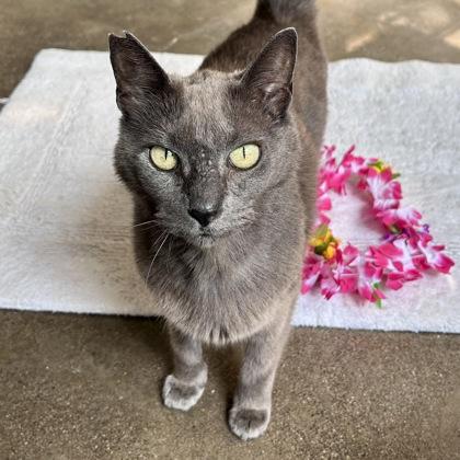 Chow, Adoptable, Senior Female Domestic Short Hair & Domestic Short Hair.