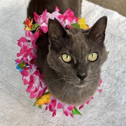 Enlarge Chow, a Adoptable mixed breed in Honolulu, HI image 2/3