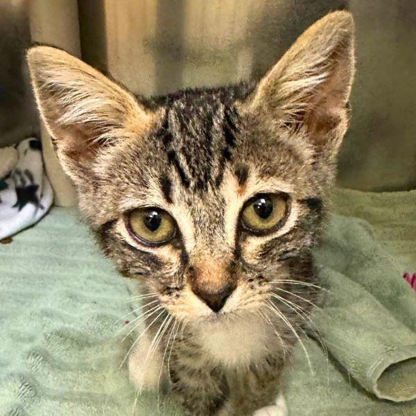 Tilly, Adoptable, Kitten Female Domestic Short Hair.
