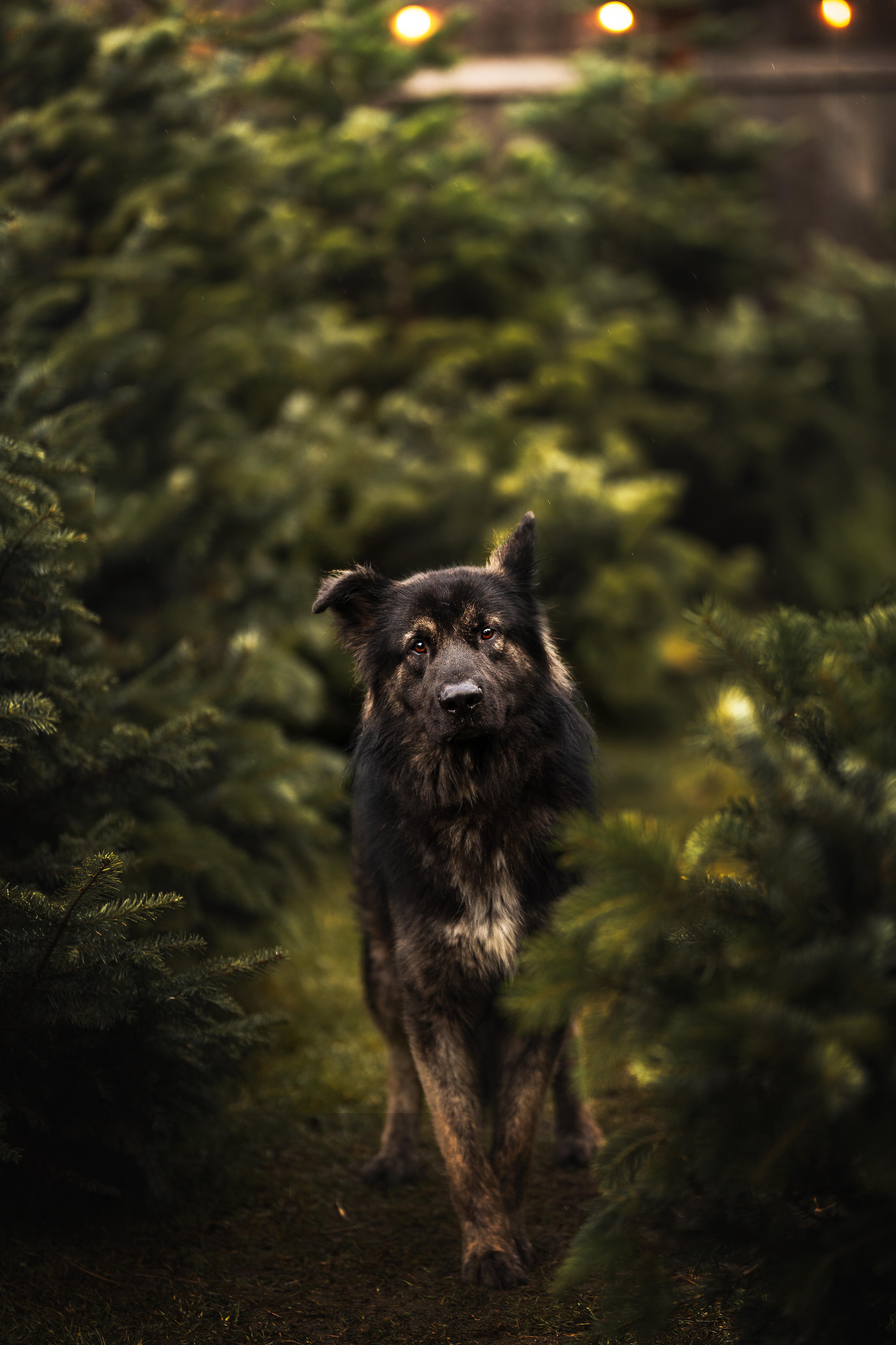 Enlarge Boris, a ADOPTABLE mixed breed in Port Angeles, WA image 1/1