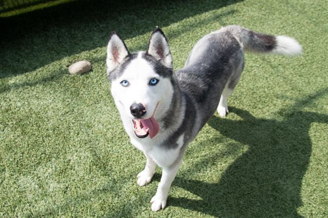 Enlarge LOIS LANE, a Adoptable Siberian Husky in Santa Monica, CA image 1/1