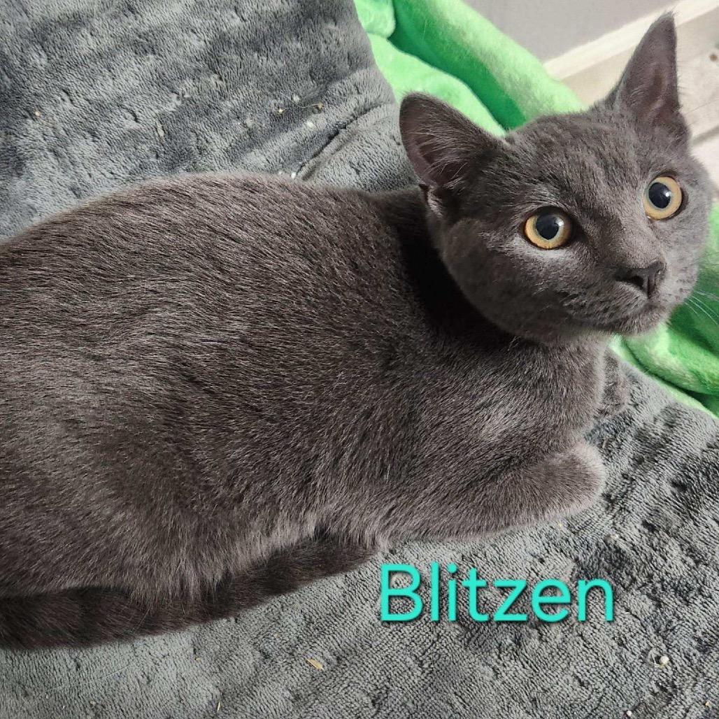 Enlarge Silver Dish, a Adoptable Domestic Short Hair in Fredericksburg, VA image 1/1