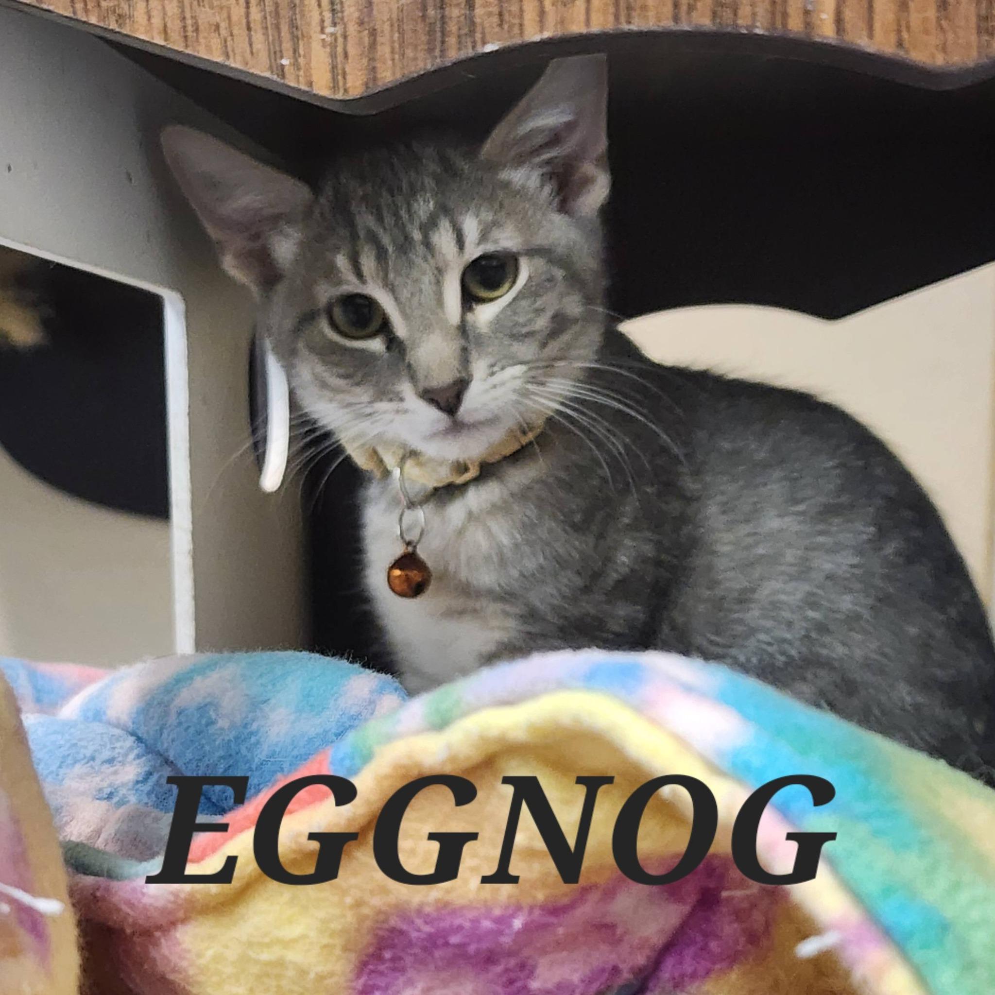 Enlarge Eggnog, a ADOPTABLE Domestic Short Hair in Tama, IA image 1/1