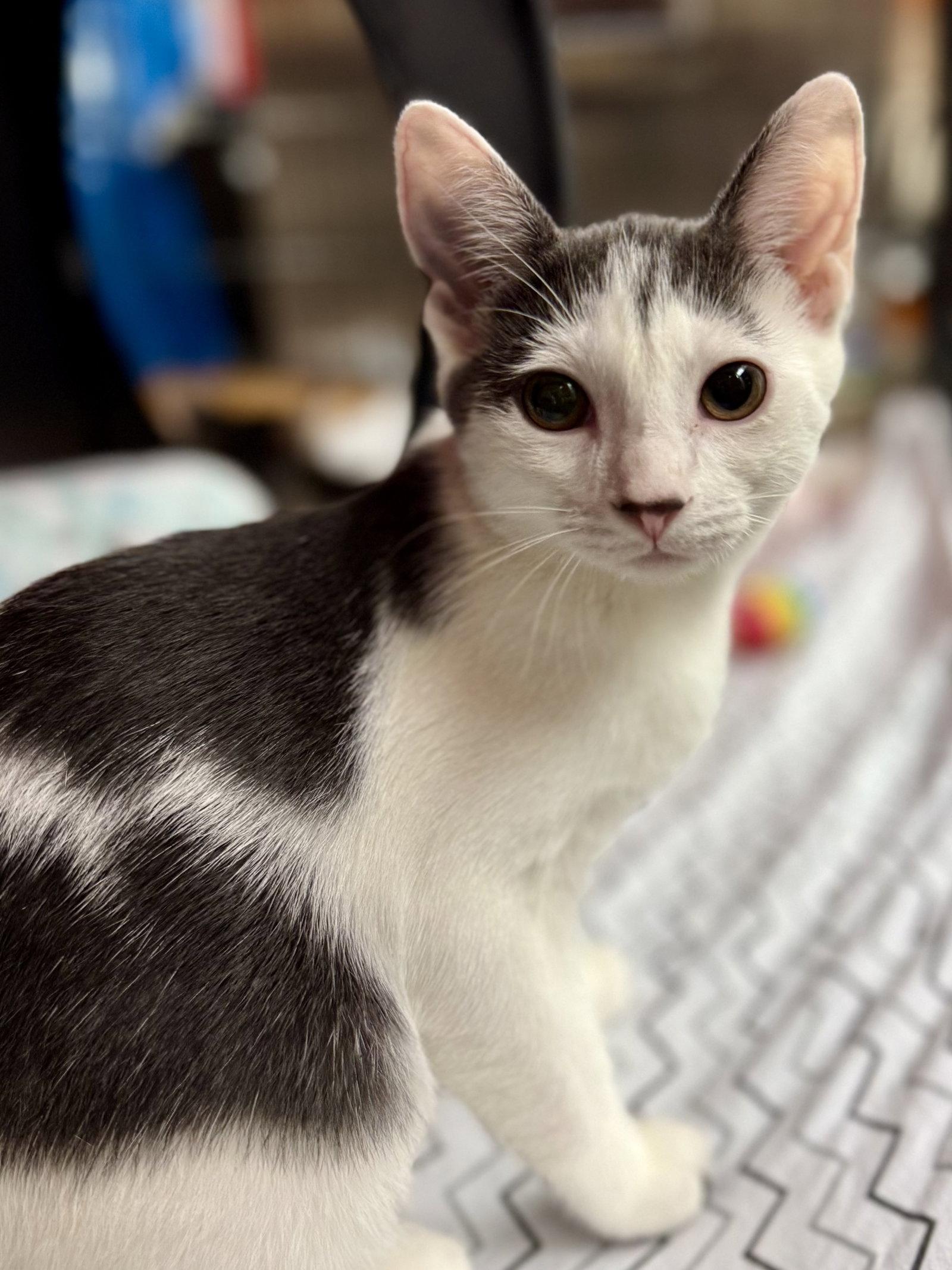Enlarge Ivy, a Adoptable Domestic Short Hair in Flushing, NY image 1/3