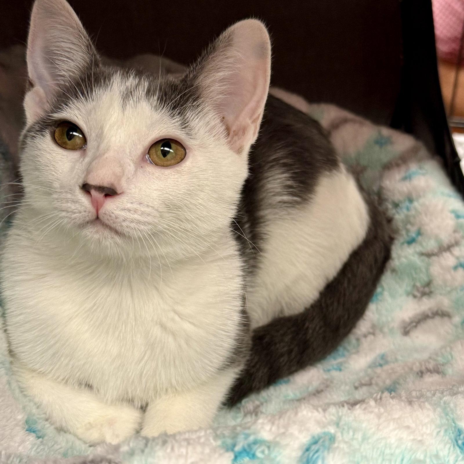 Enlarge Ivy, a Adoptable Domestic Short Hair in Flushing, NY image 2/3