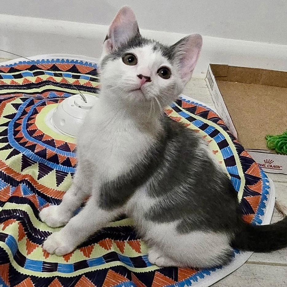 Enlarge Ivy, a Adoptable Domestic Short Hair in Flushing, NY image 3/3