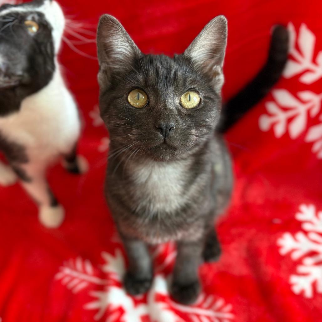 Enlarge Jamie, a Adoptable Domestic Short Hair in Lexington, KY image 1/6