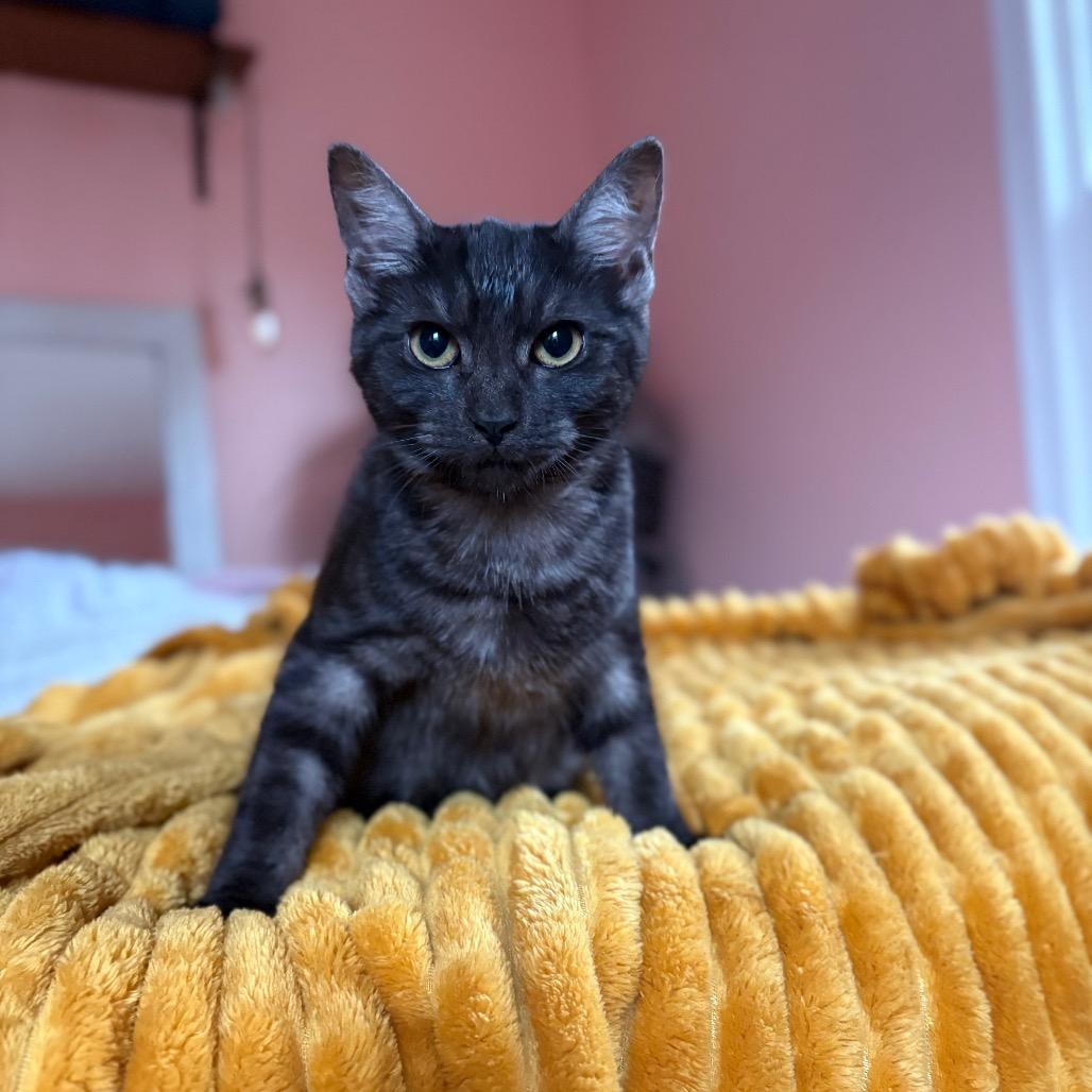 Enlarge Jamie, a Adoptable Domestic Short Hair in Lexington, KY image 2/6