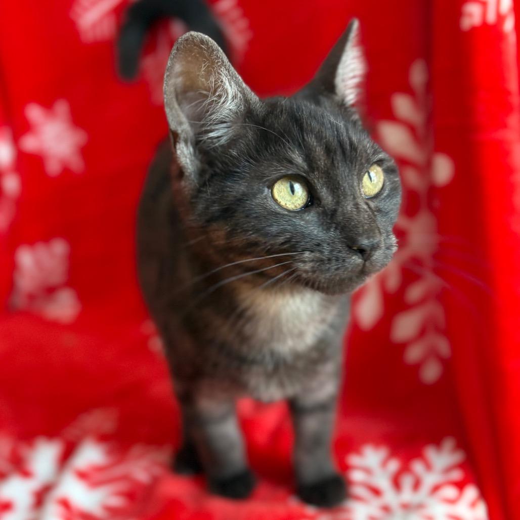 Enlarge Jamie, a Adoptable Domestic Short Hair in Lexington, KY image 3/6