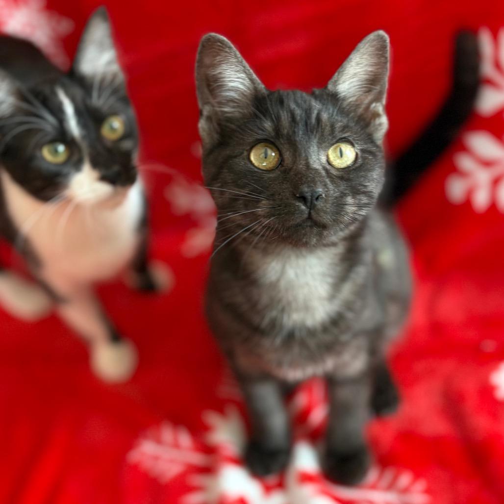 Enlarge Jamie, a Adoptable Domestic Short Hair in Lexington, KY image 4/6