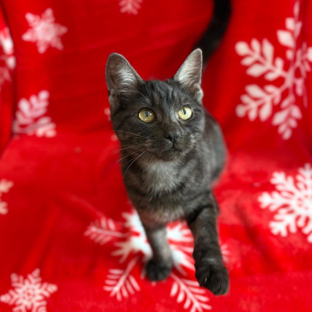 Enlarge Jamie, a Adoptable Domestic Short Hair in Lexington, KY image 6/6