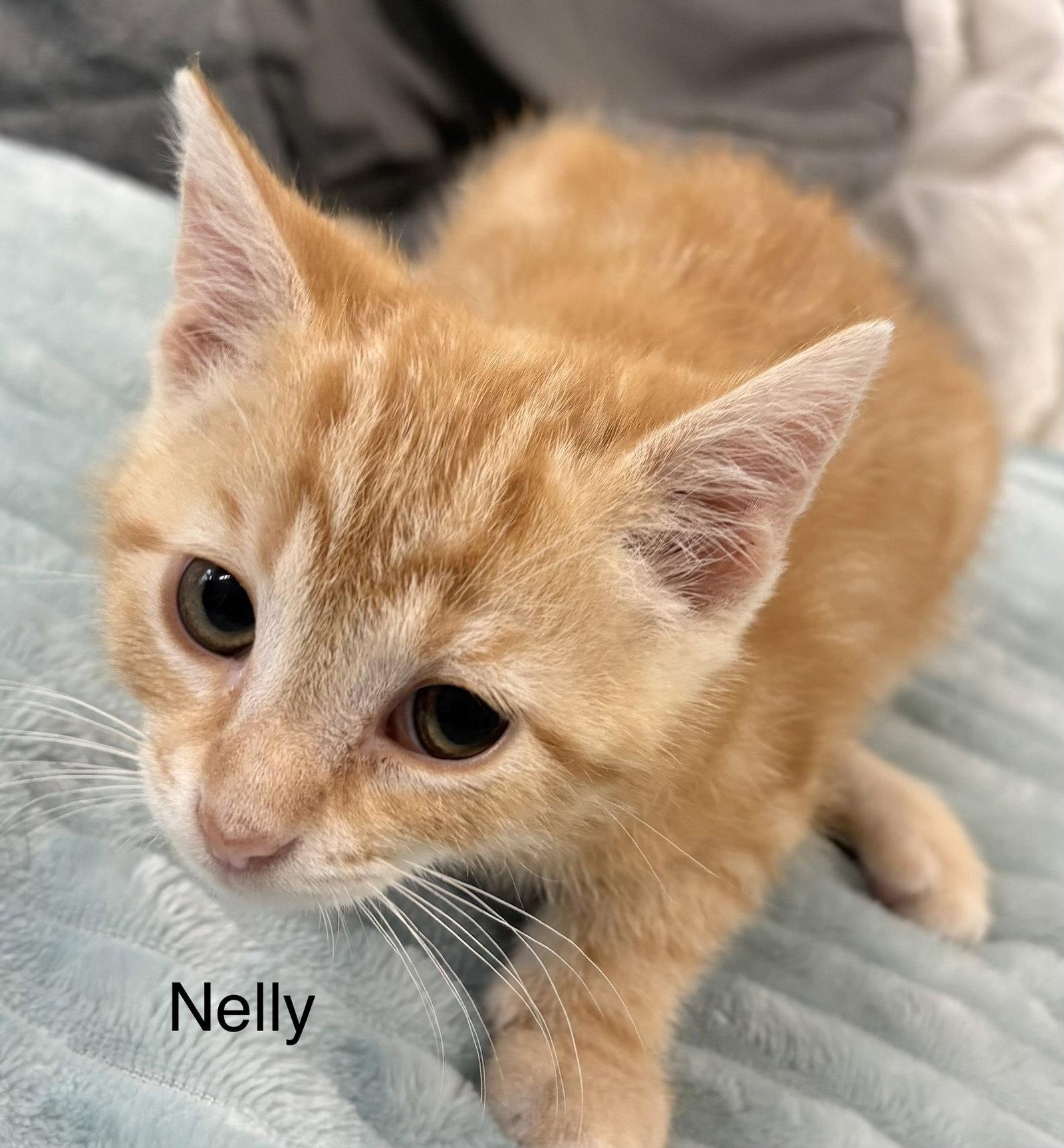 Enlarge Nelly, a Adoptable Domestic Short Hair in White Bluff, TN image 1/1