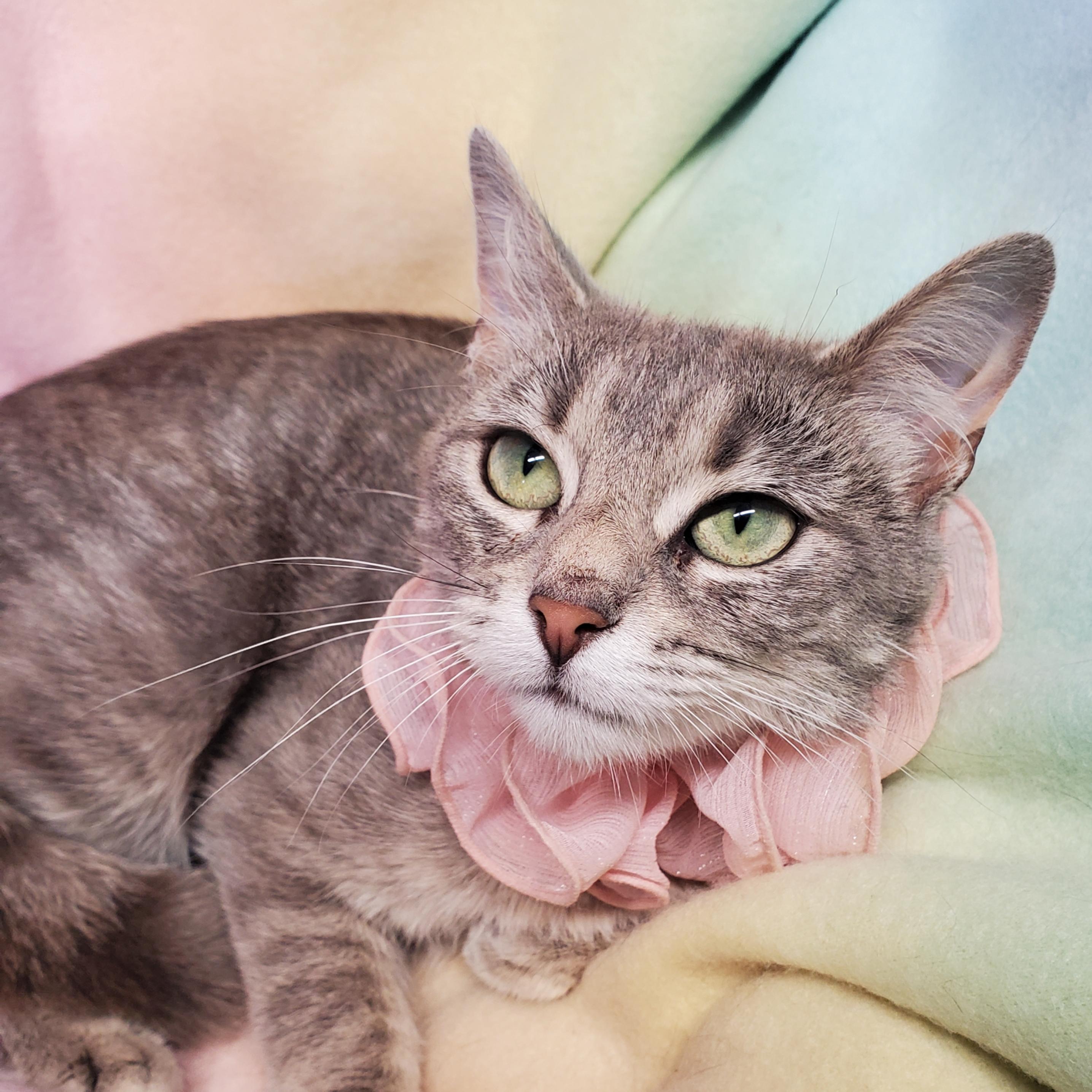 Tigerlily, adopted, Young Female Domestic Short Hair.