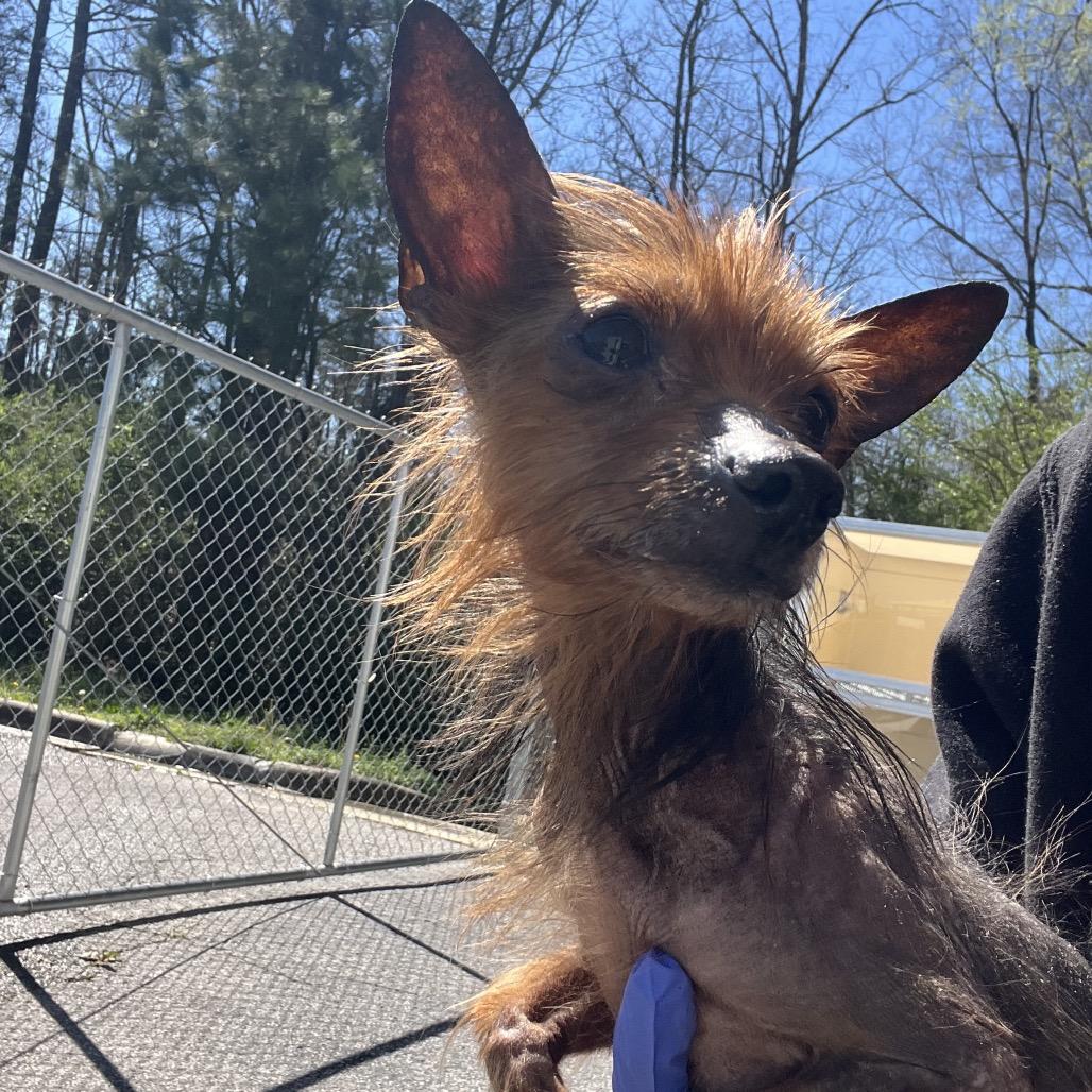 Archie, a Adoptable mixed breed in Bessemer, AL image 1/6