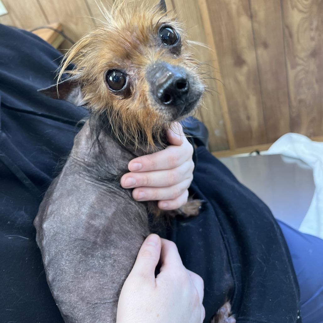 Archie, a Adoptable mixed breed in Bessemer, AL image 2/6
