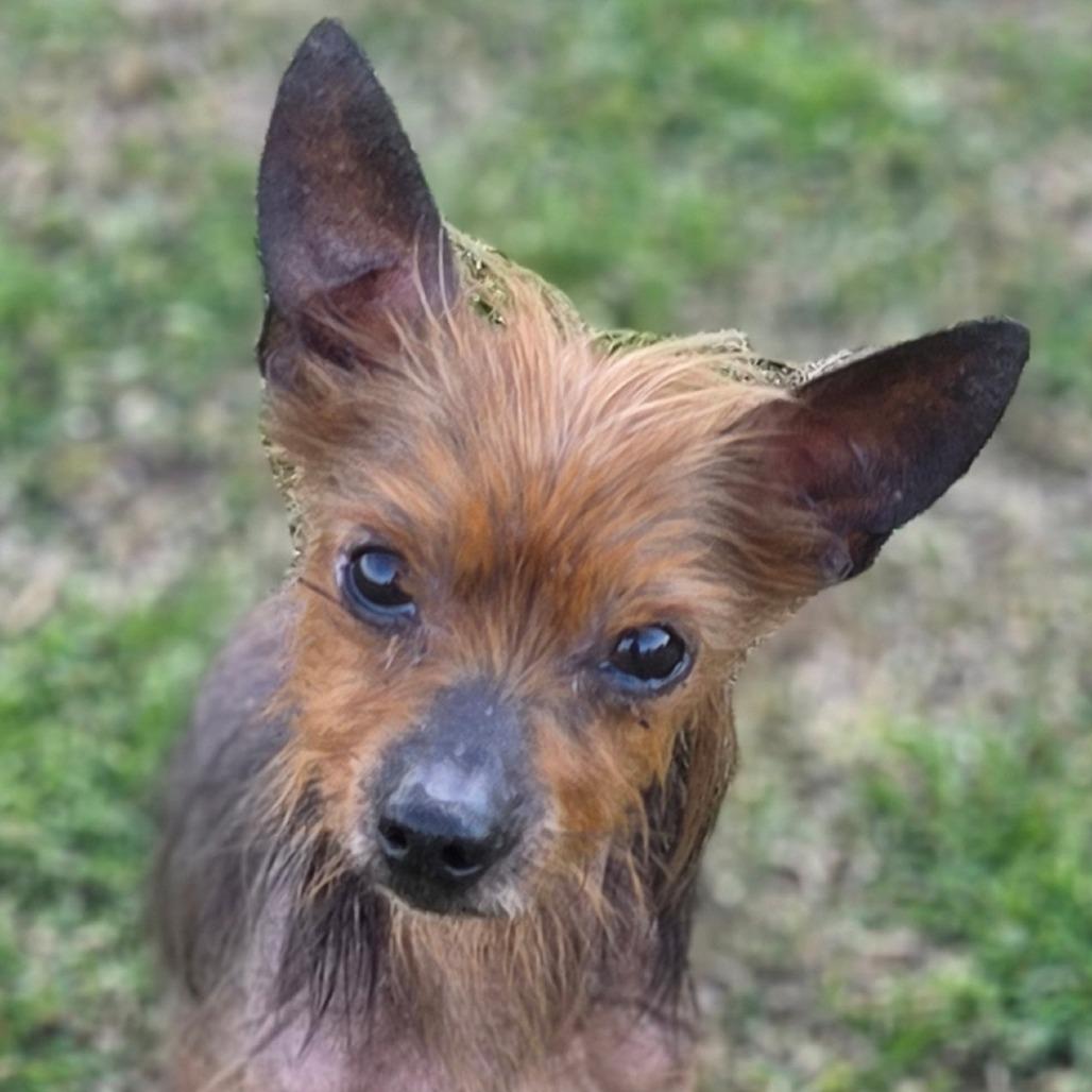 Archie, a Adoptable mixed breed in Bessemer, AL image 3/6