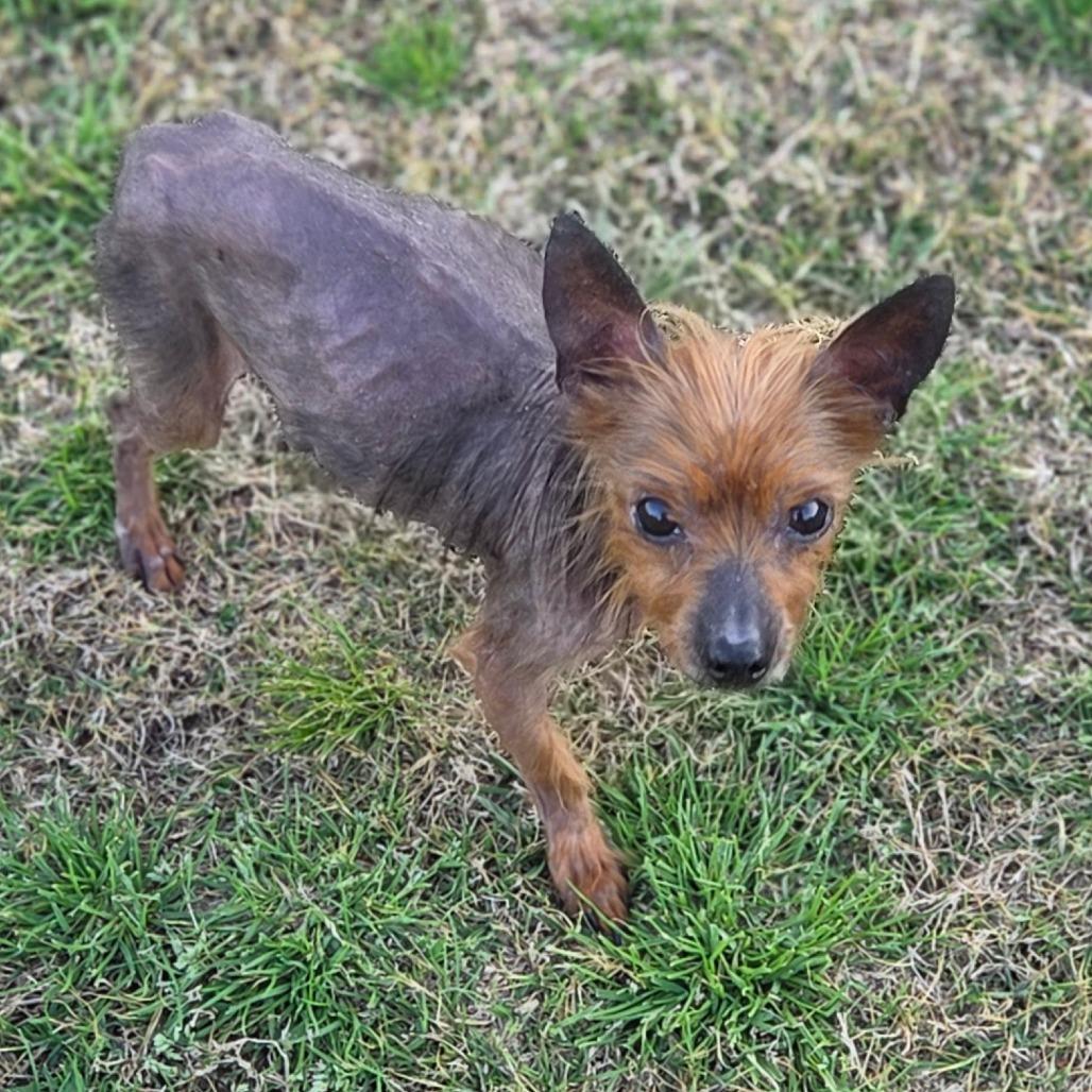 Archie, a Adoptable mixed breed in Bessemer, AL image 4/6