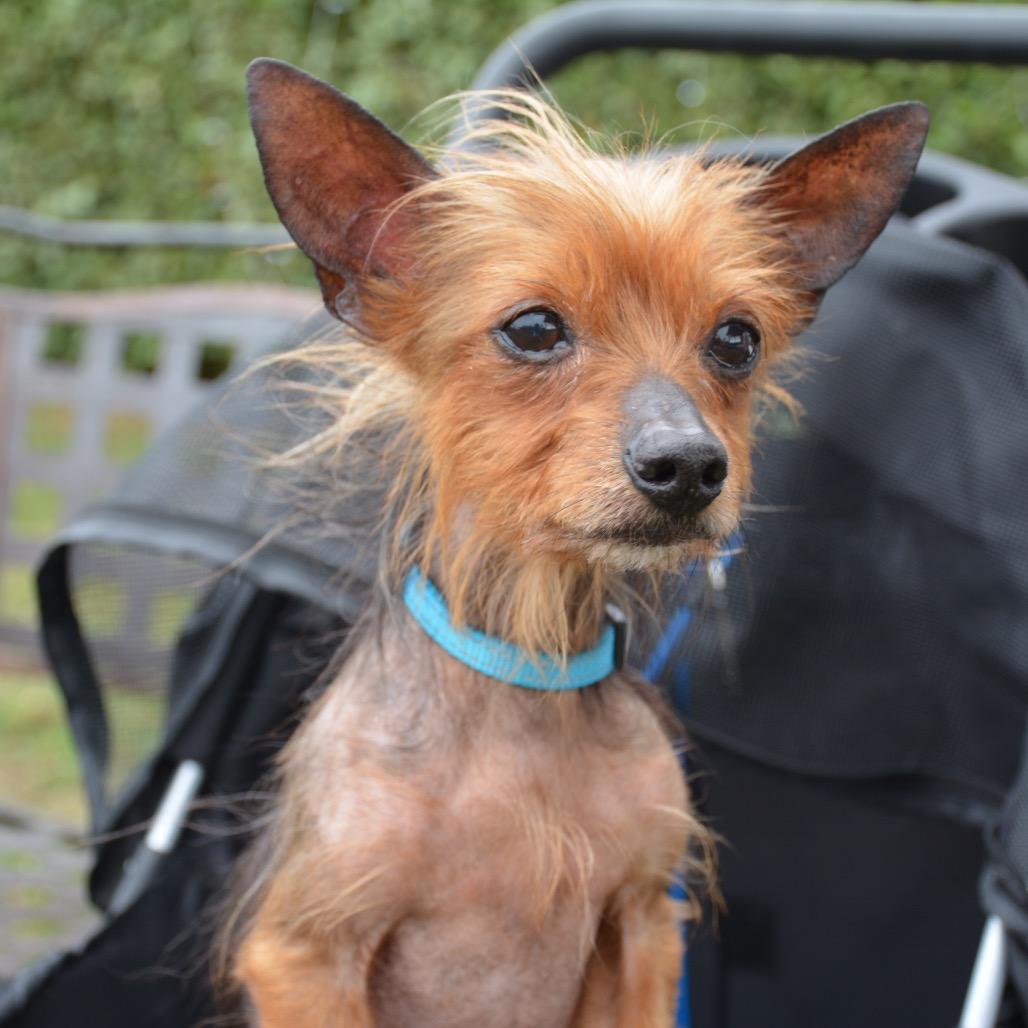 Archie, a Adoptable mixed breed in Bessemer, AL image 5/6