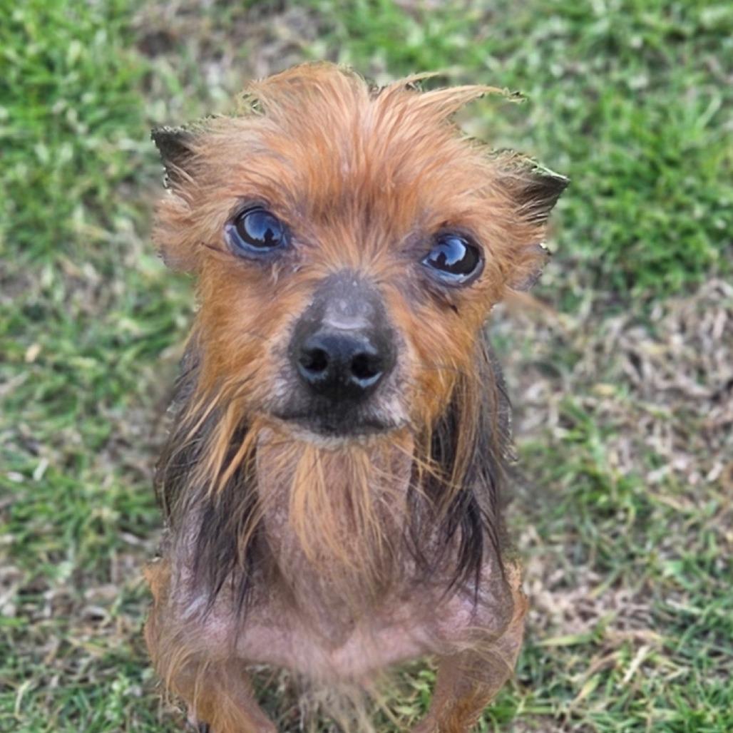 Archie, a Adoptable mixed breed in Bessemer, AL image 6/6