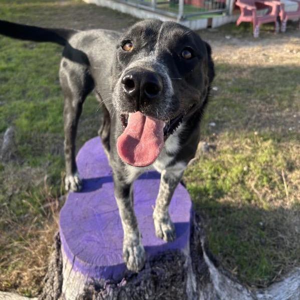 Enlarge Creed, a Adoptable Australian Cattle Dog / Blue Heeler in Waco, TX image 1/4